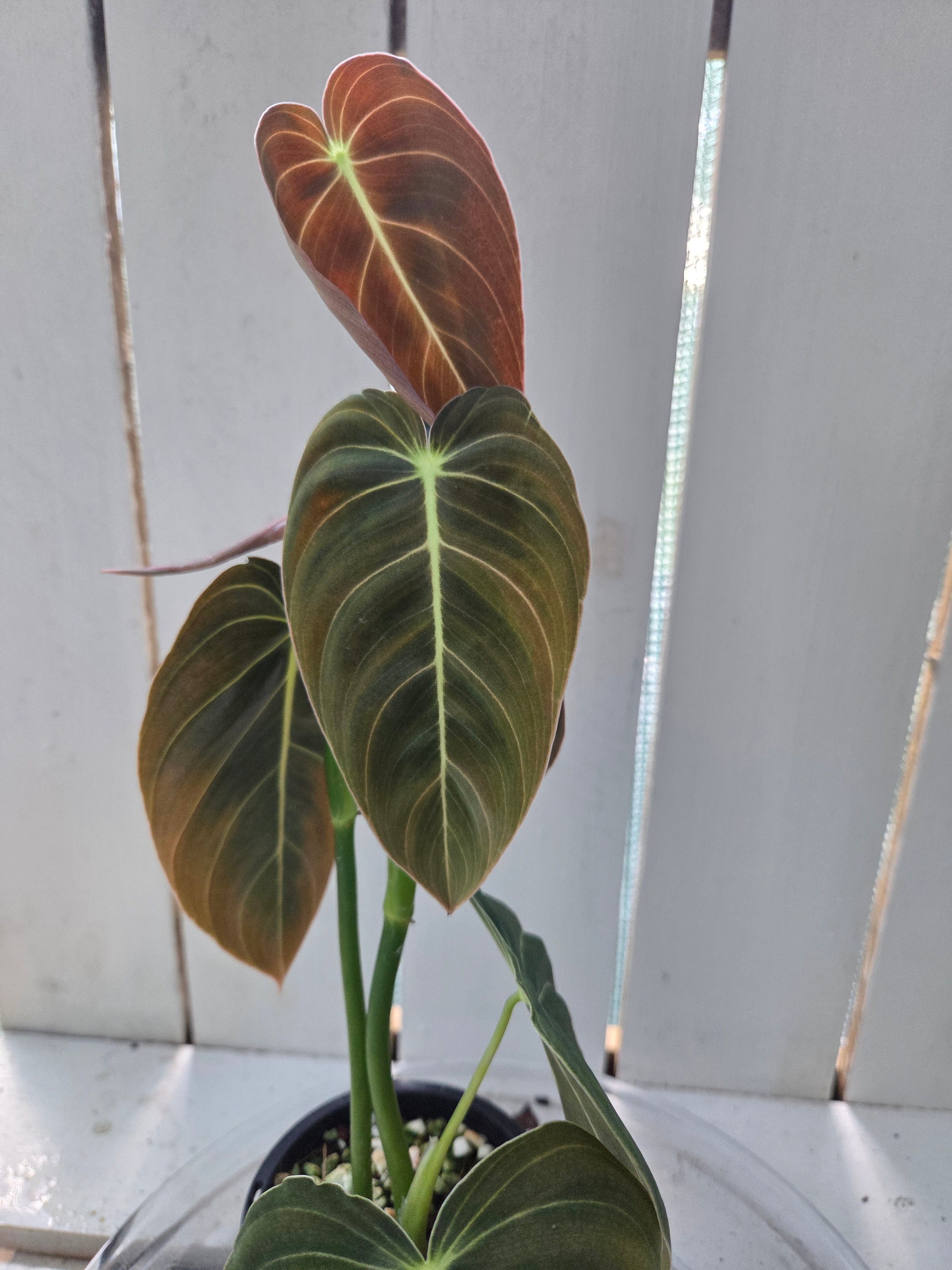 Philodendron Melanochrysum
