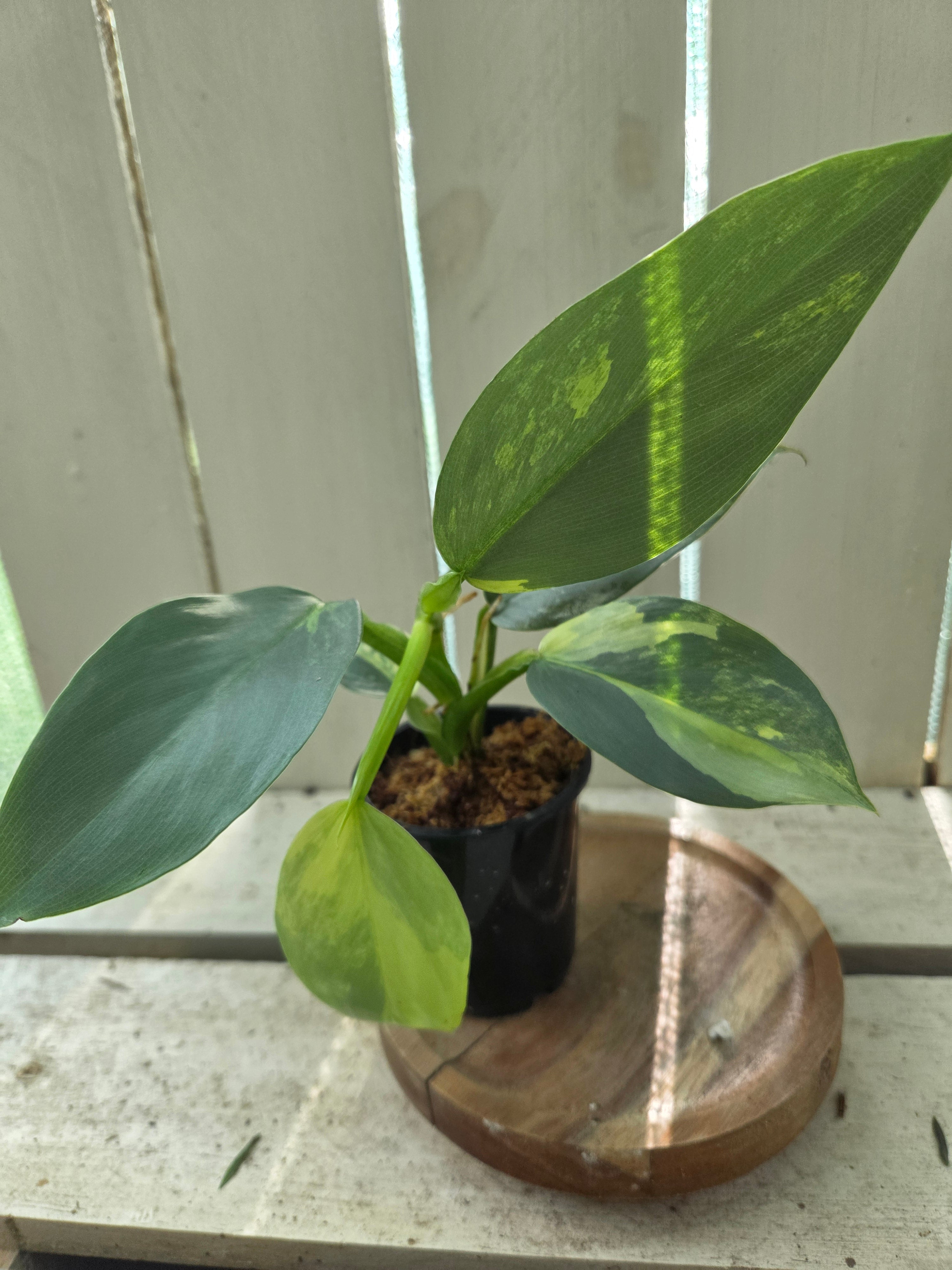 Variegated Philodendron Hastatum aka Silver Sword half moon rare indoor plant