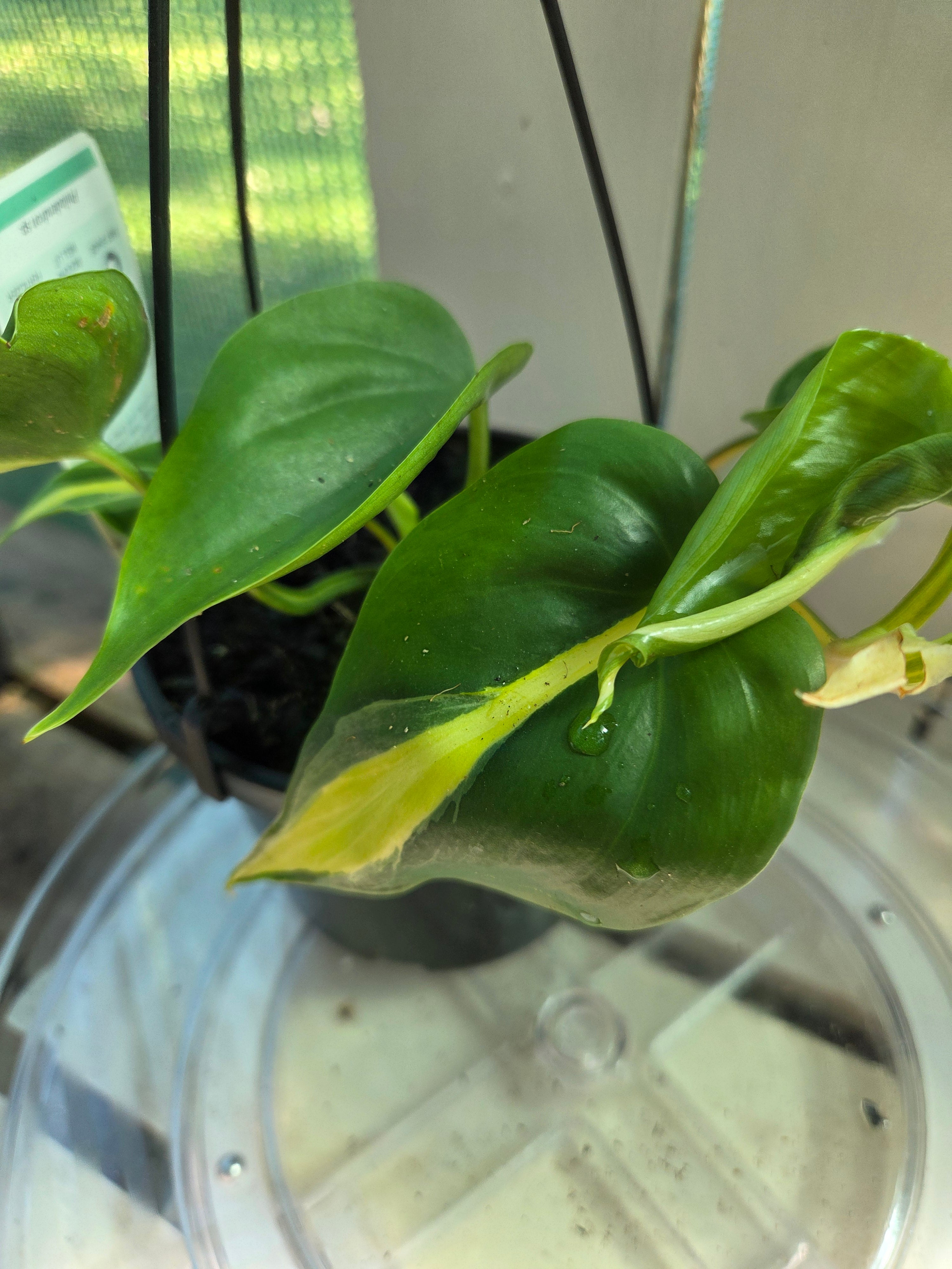 Philodendron Cream Splash