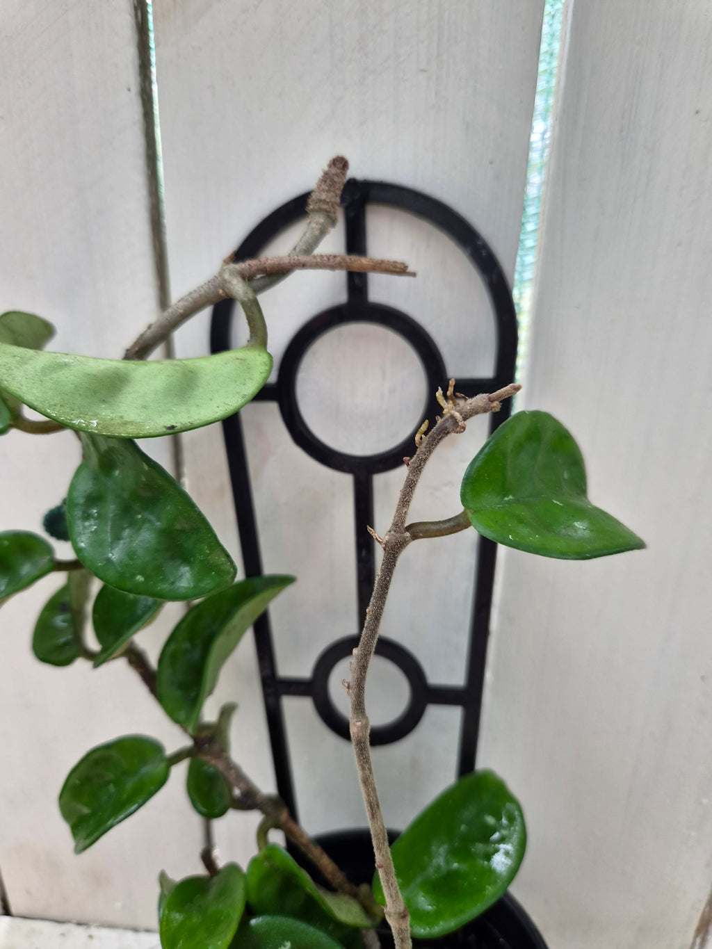 Hoya Compacta Krinkle | Green Thumb Plants