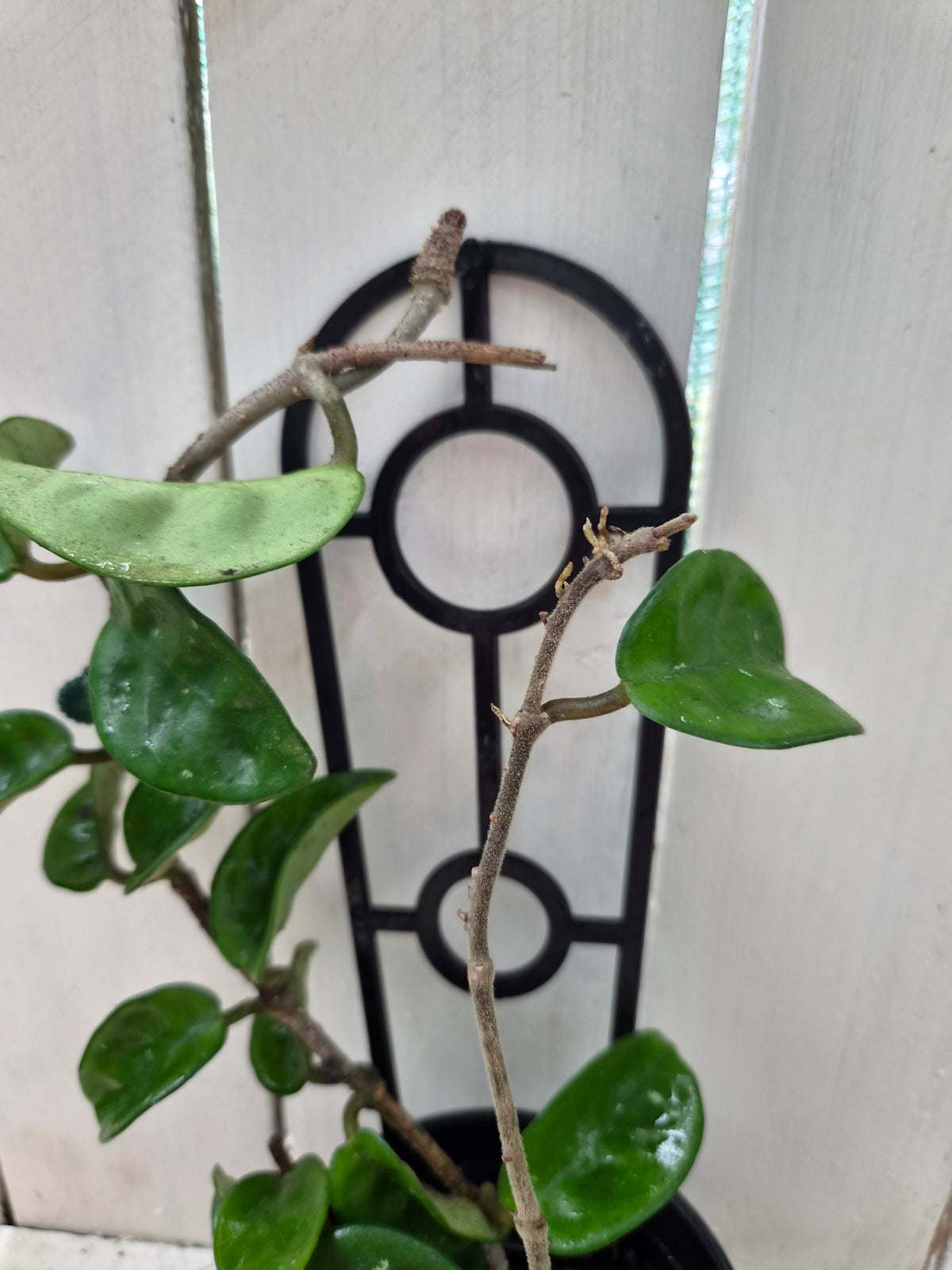 Hoya Compacta Krinkle | Green Thumb Plants
