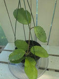 Hoya Fungii