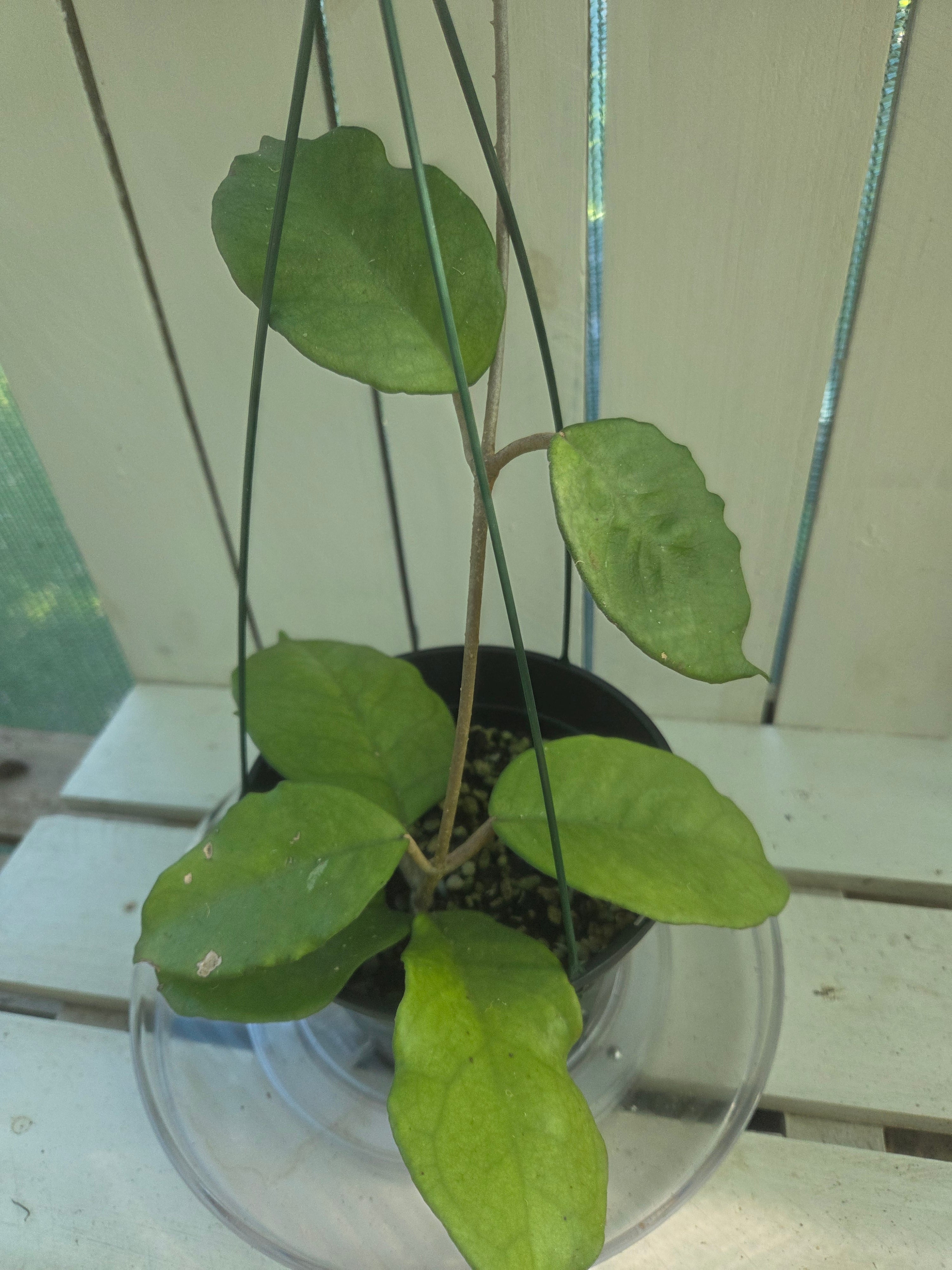 Hoya Fungii