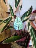 Leadlight stained glass sun catcher plant stake leaf marble plant decoration
