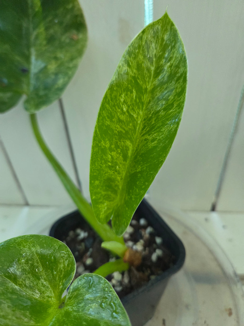 Philodendron blizzard giganteum Rare Variegated plant