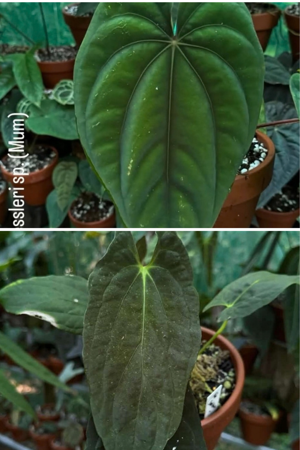 Anthurium Dressleri x Papillilaminum Baby Botanics