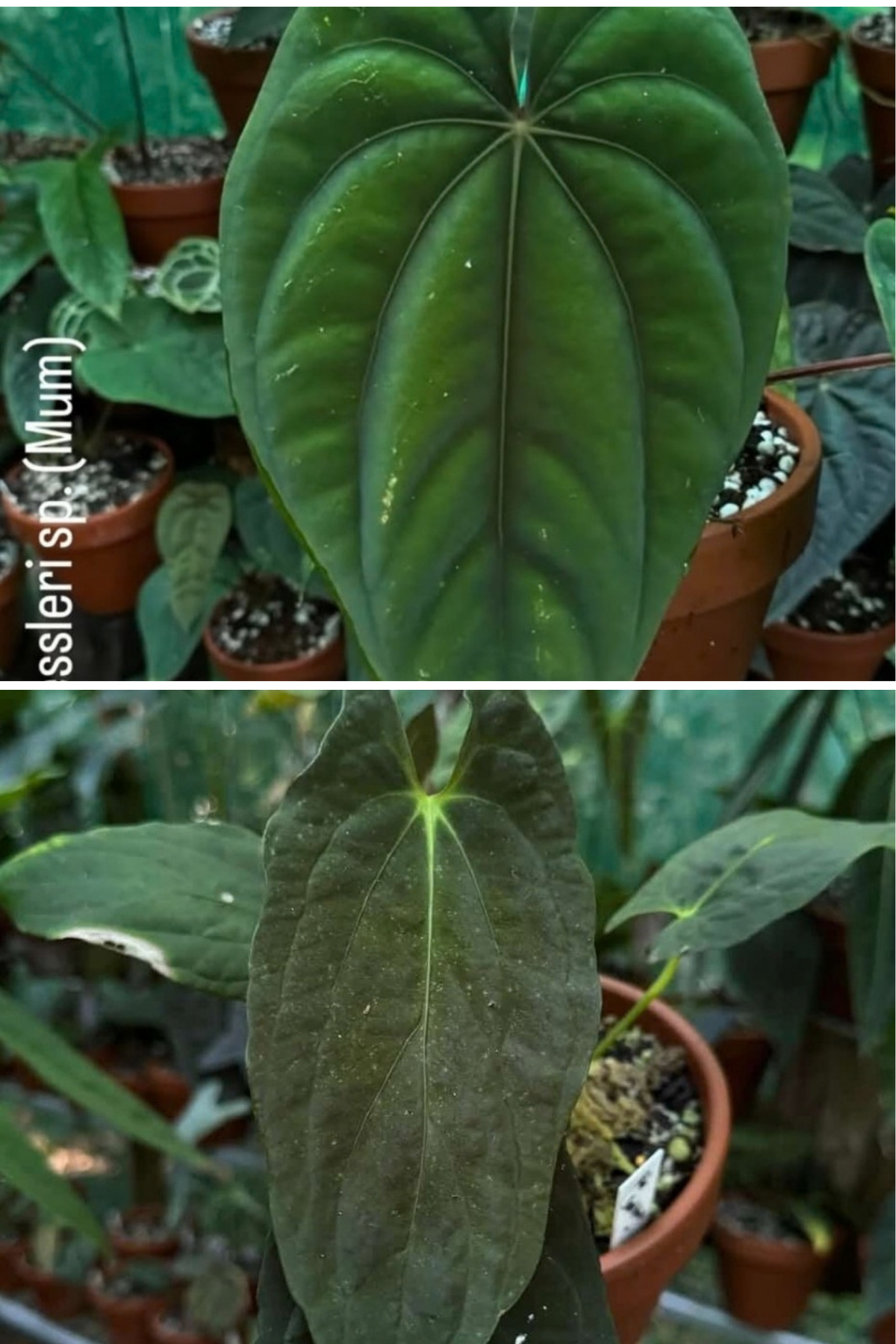 Anthurium Dressleri x Papillilaminum Baby Botanics