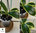 Variegated Phalaenopsis Orchid (purple flowers) in bud