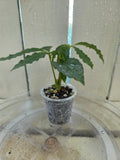 Anthurium Polyschistum unusual foliage Baby Botanics