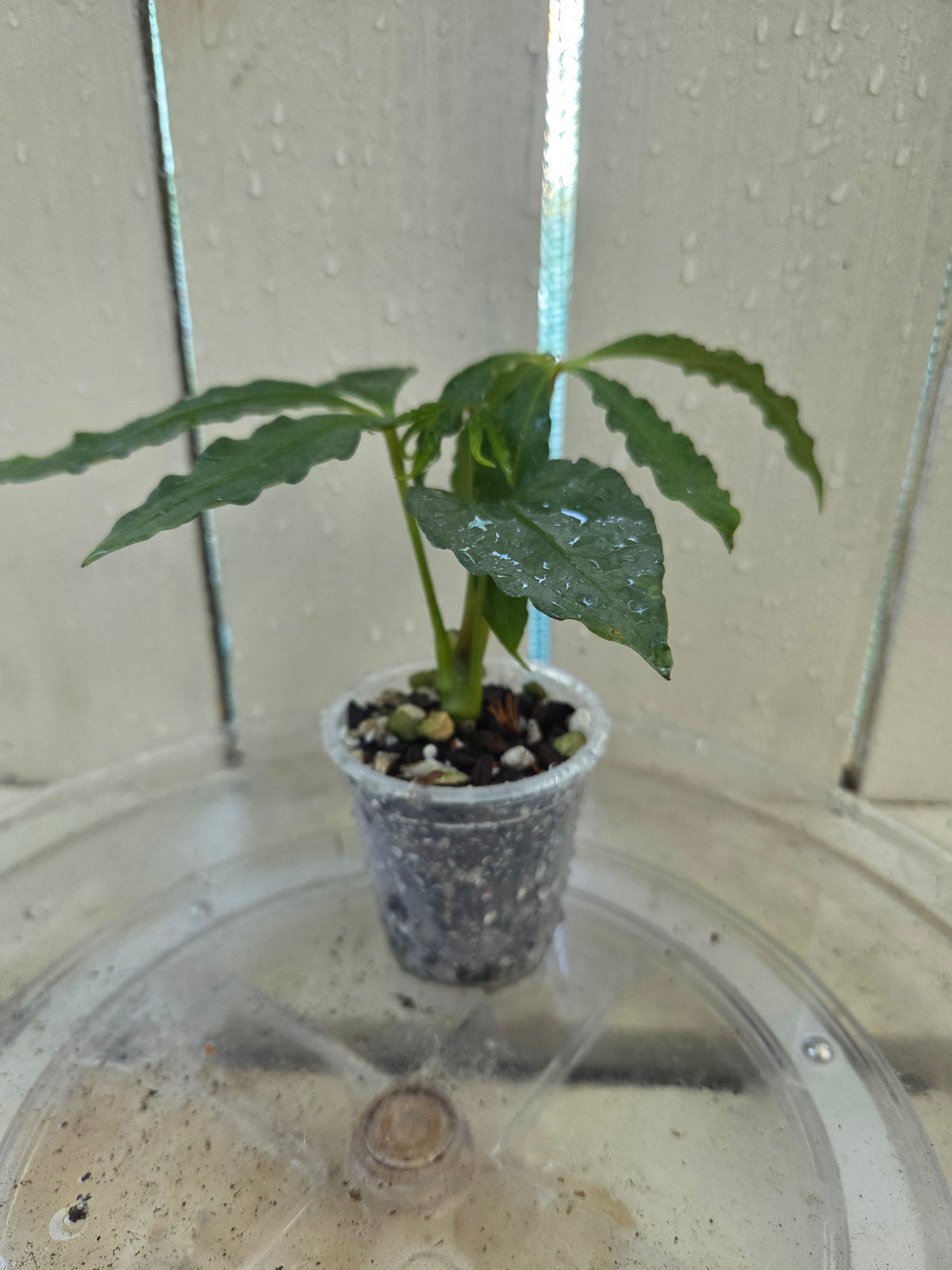 Anthurium Polyschistum unusual foliage Baby Botanics