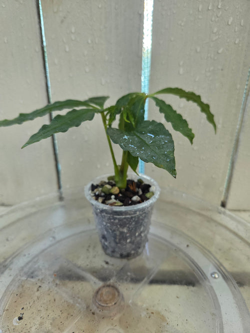 Anthurium Polyschistum unusual foliage Baby Botanics