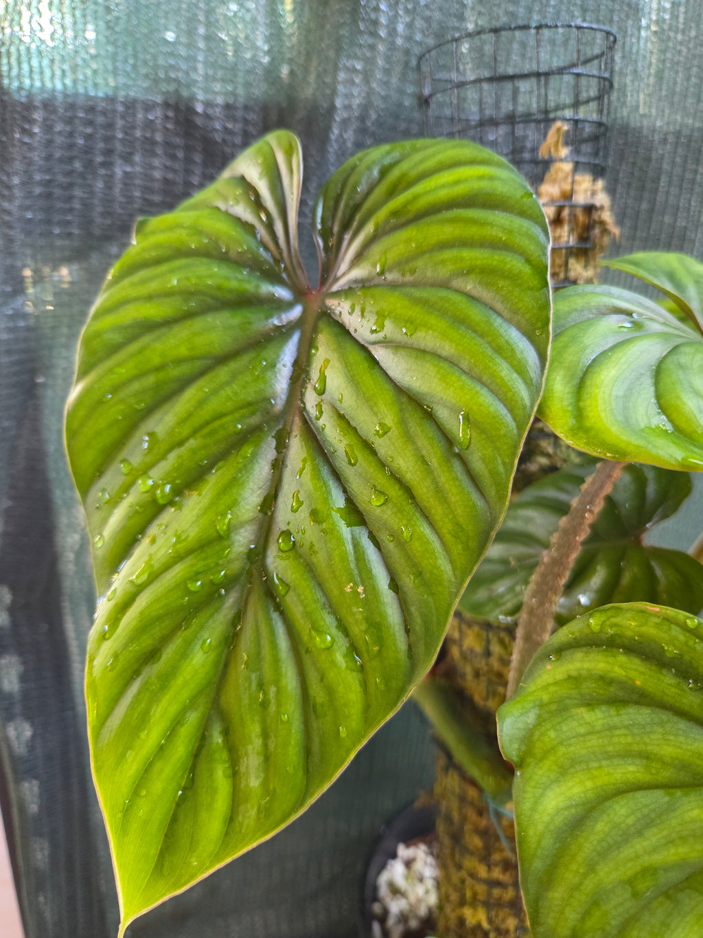 Philodendron Plowmanii Narrow Form