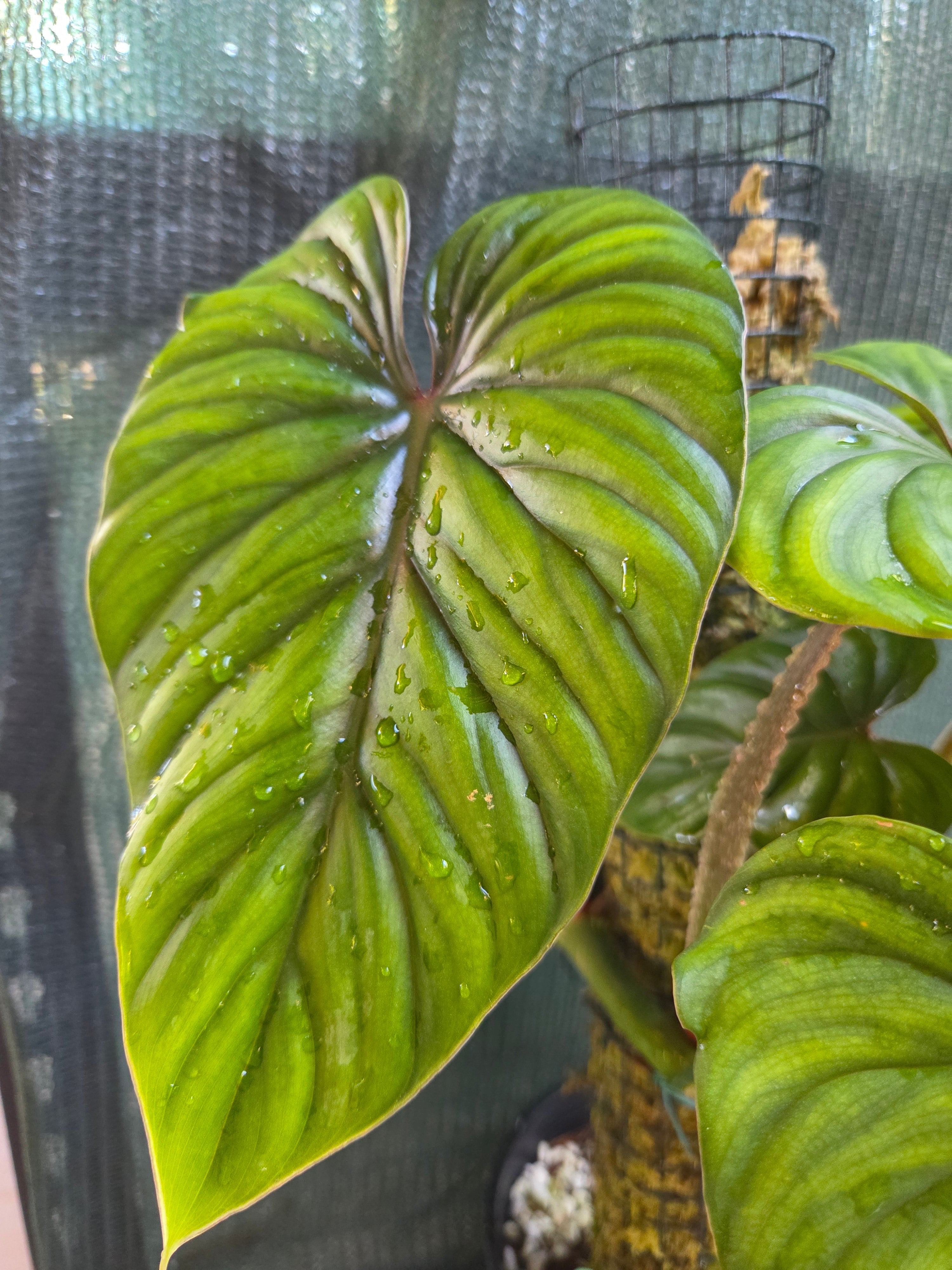 Philodendron Plowmanii Narrow Form
