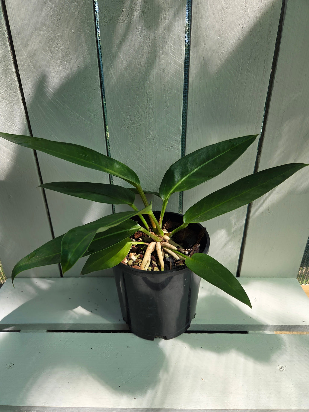Strapleaf NOID Anthurium