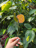 Leadlight stained glass sun catcher plant stake snail yellow plant decoration