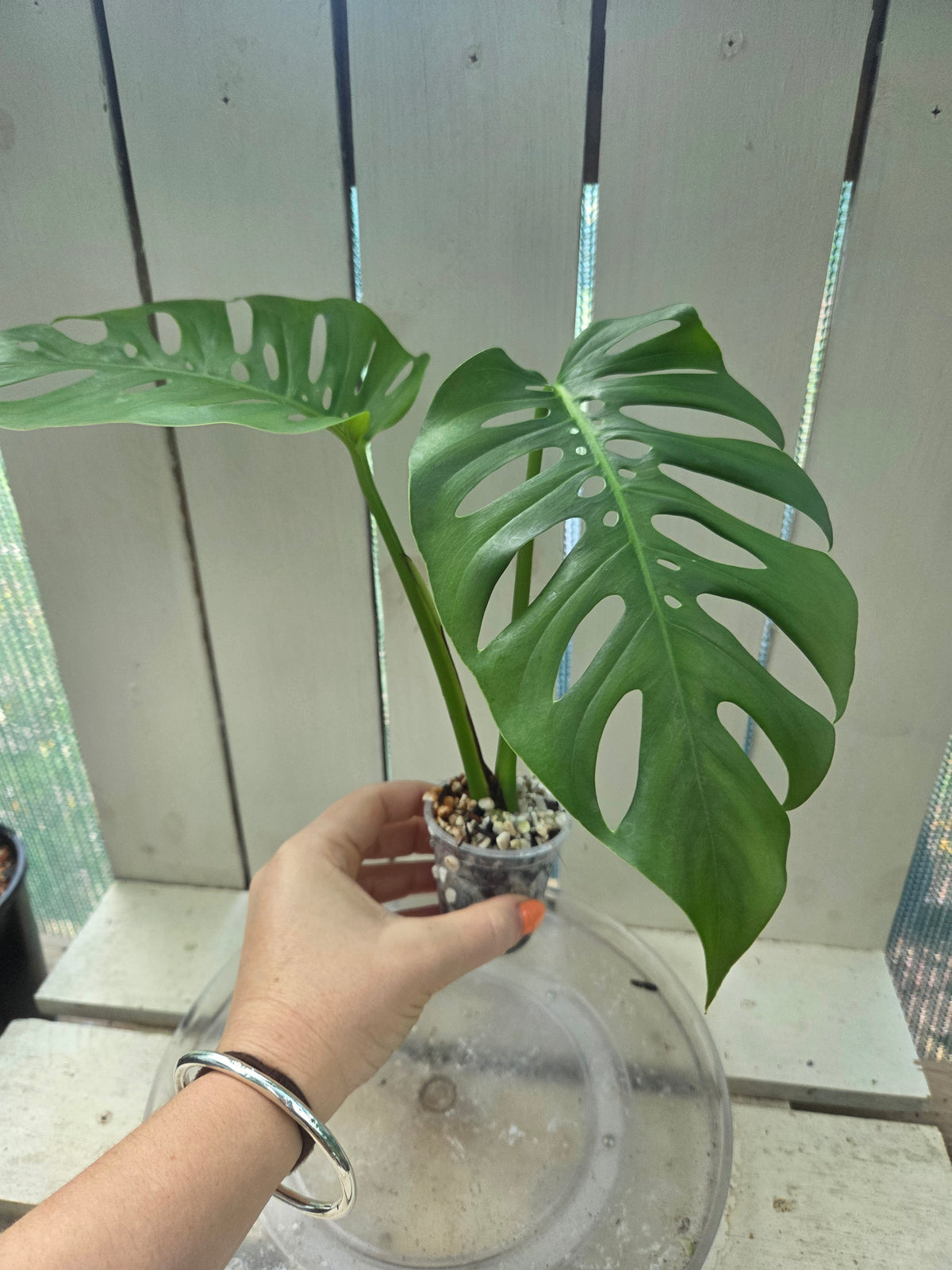 Monstera Uno if Uno you know