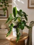 Philodendron Burle Marx Variegata large plant in white ceramic pot