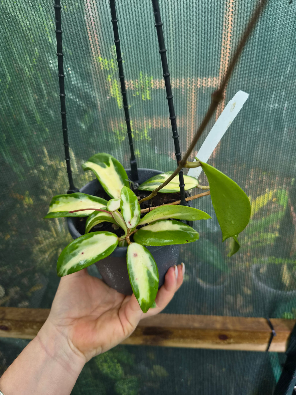 Hoya acuta variegata inner variegation