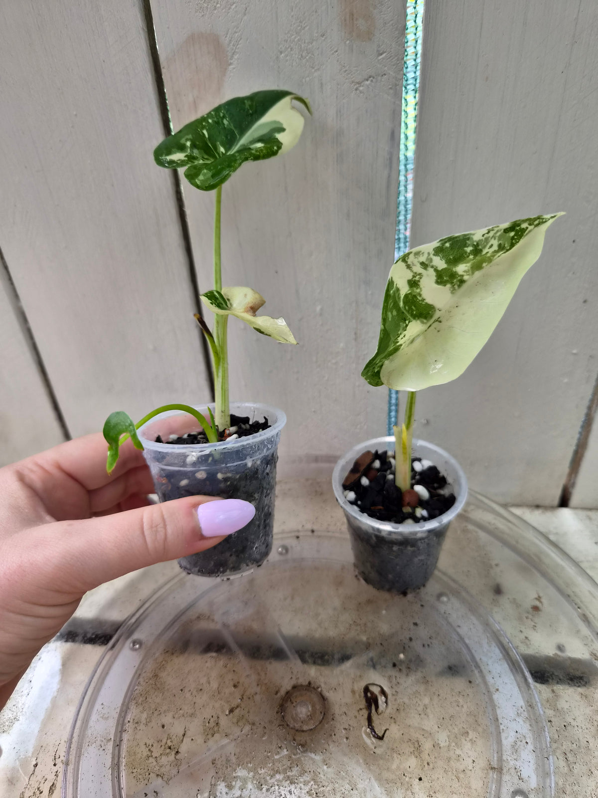 Variegated Alocasia Macrorrhiza Babies