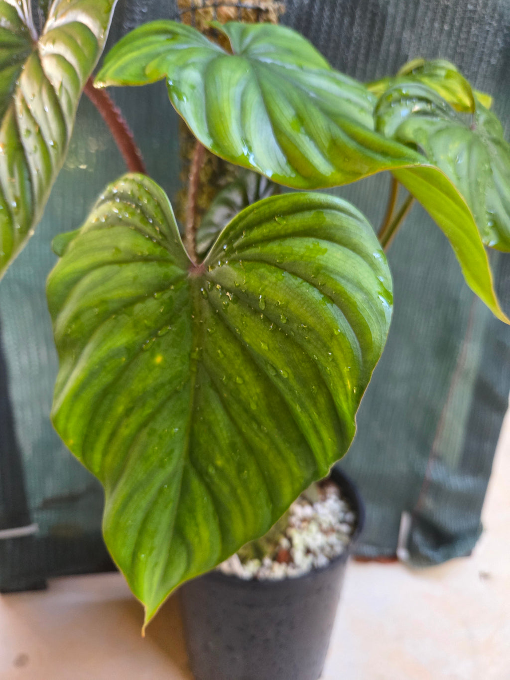 Philodendron Plowmanii Narrow Form