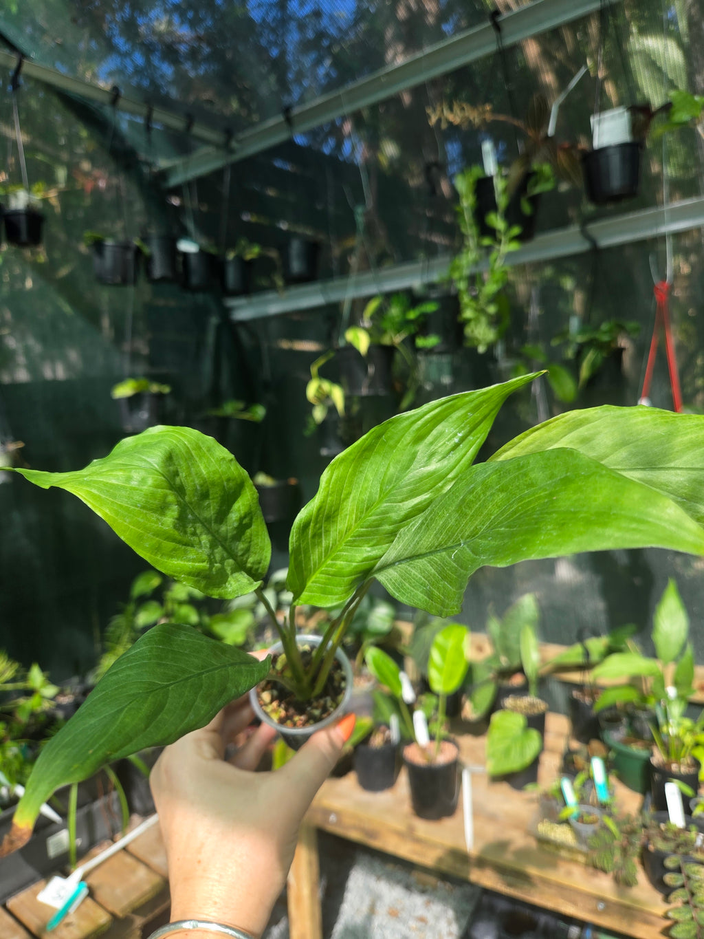 Spathiphyllum Platinum Mist Baby Botanics