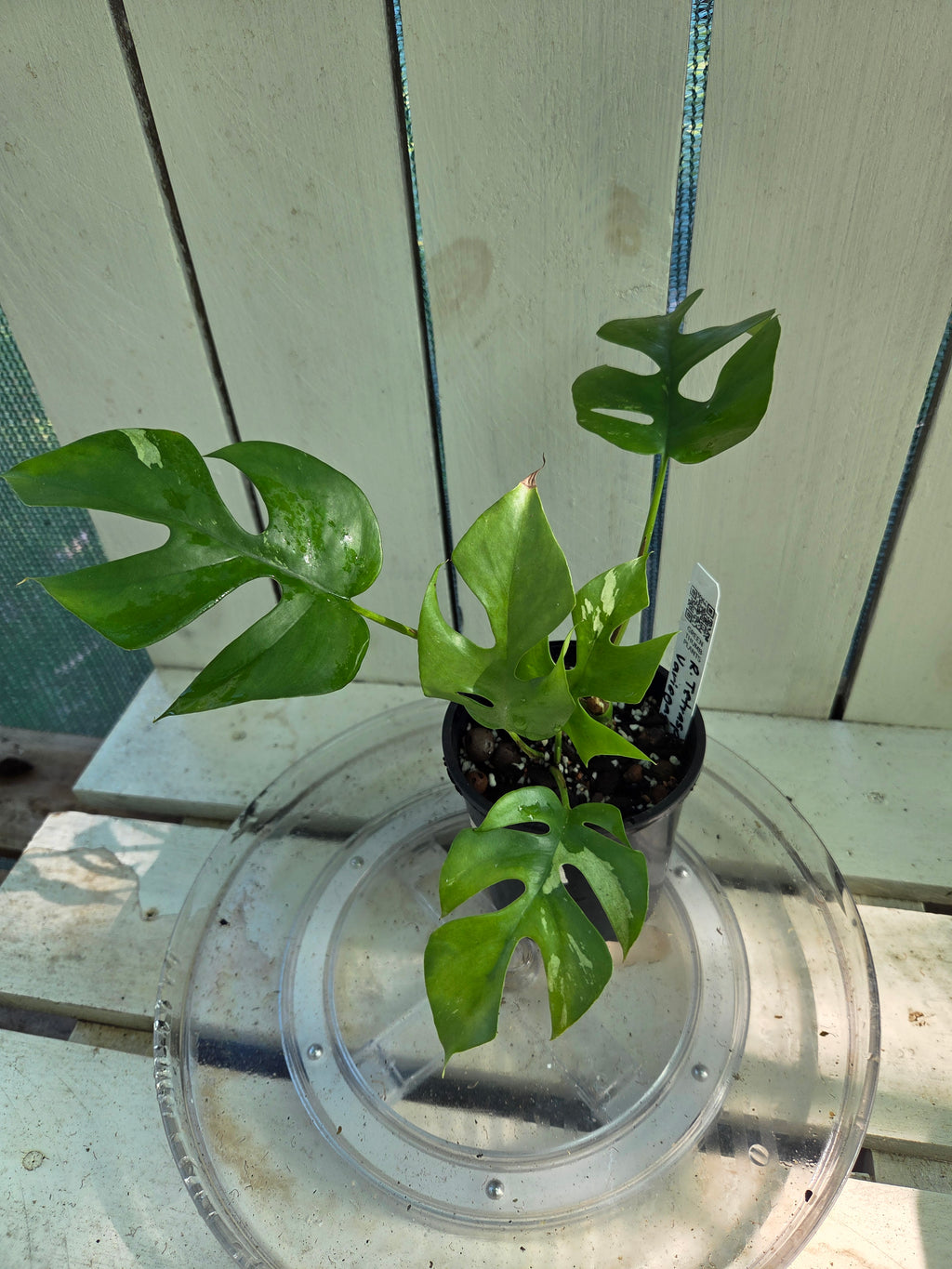 Rhaphidophora Tetrasperma Variegata aka Variegated (low) Mini Monstera rare indoor plant
