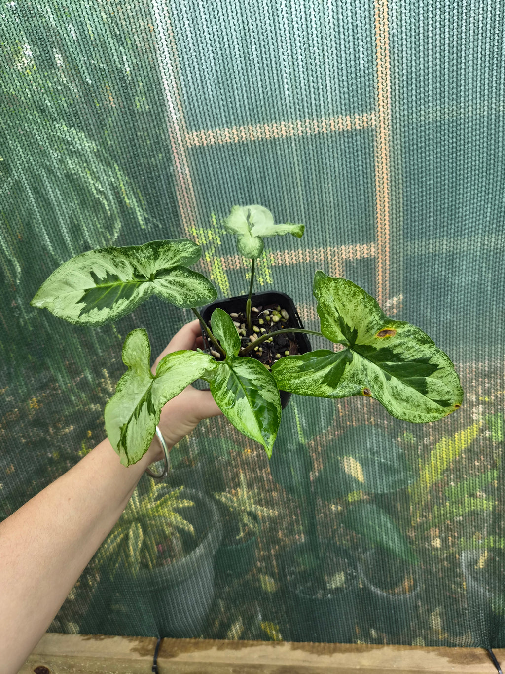 Syngonium Three Kings uncommon Syngonium aroid