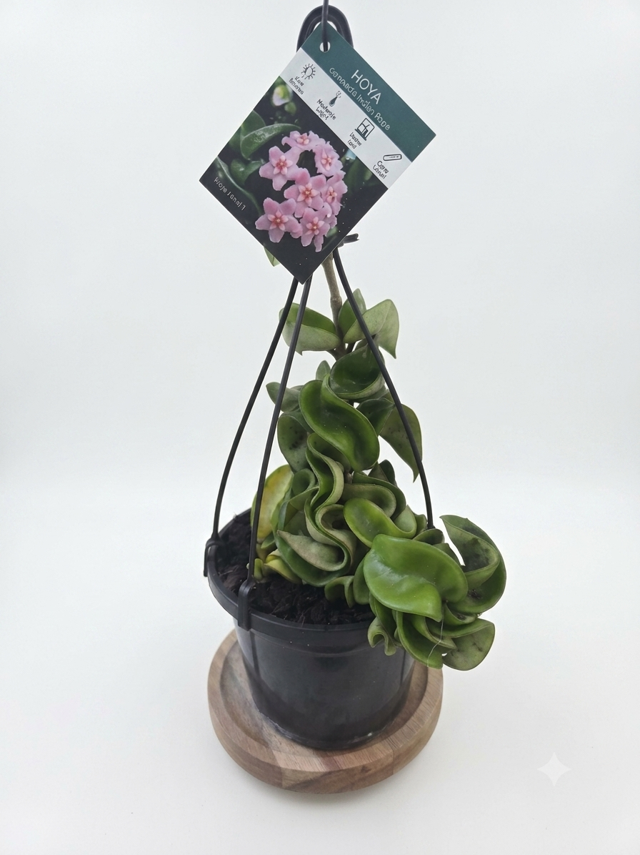 Hoya compacta 'Indian Rope hoya'