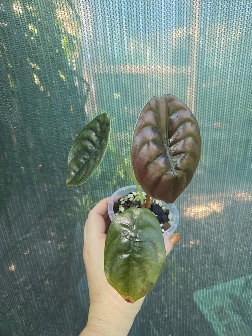Alocasia Cuprea Red Secret