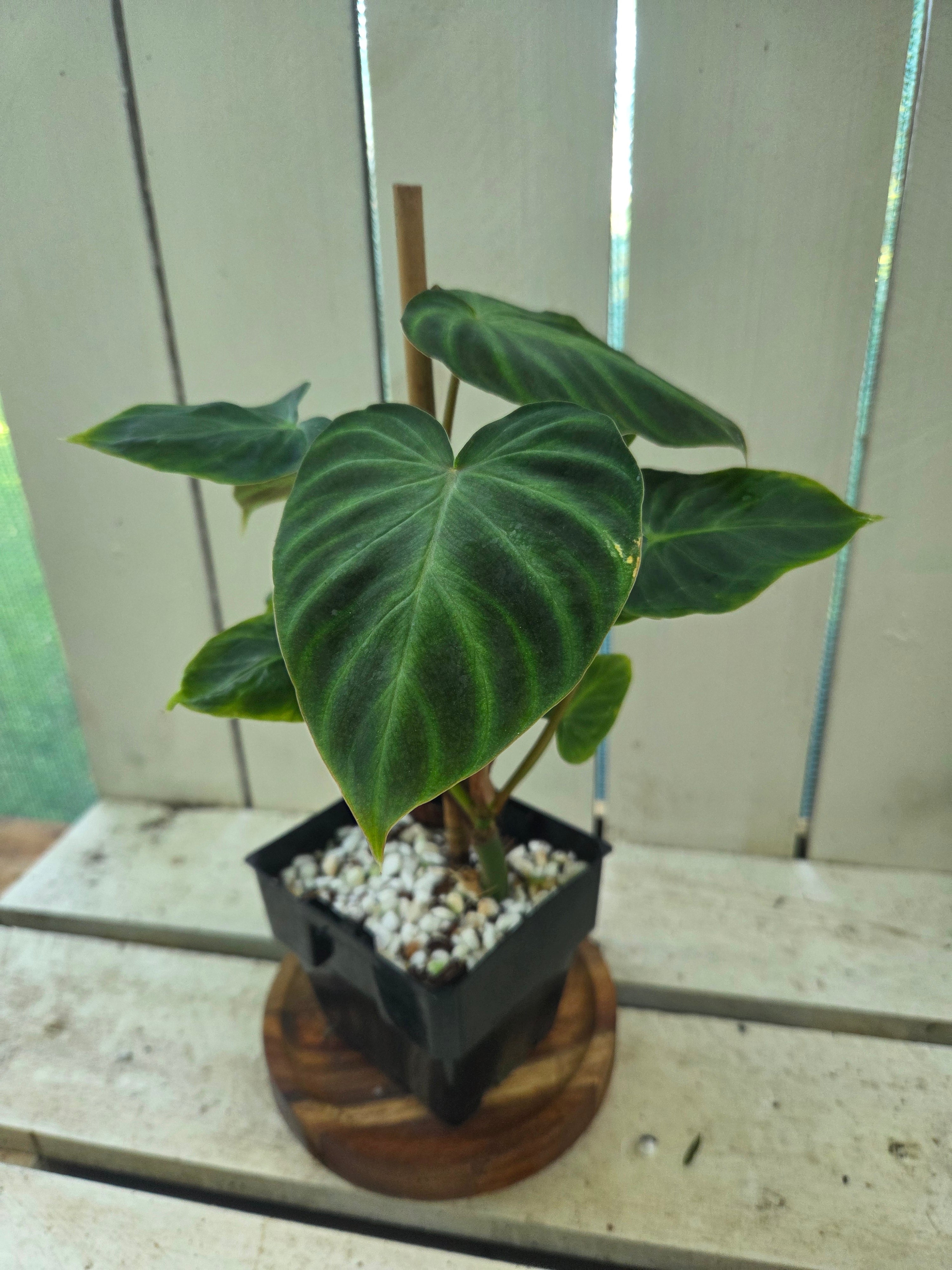 Philodendron Verracosum velvety leaf climbing aroid