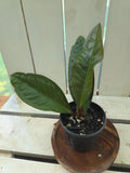 Anthurium Superbum