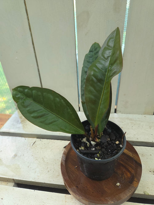 Anthurium Superbum