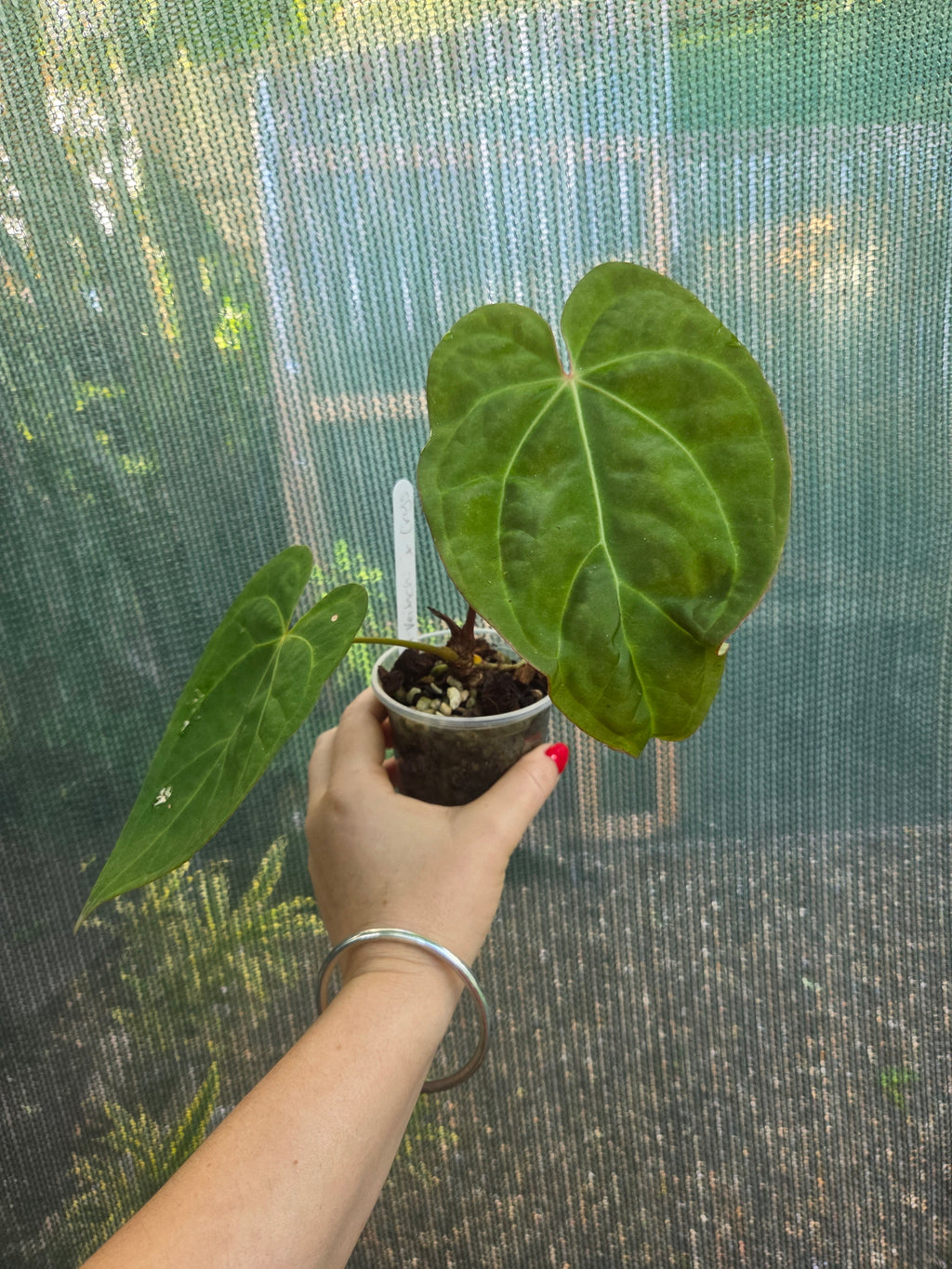 Anthurium Veitchii x Crystallinum indoor / Shade plant RARE