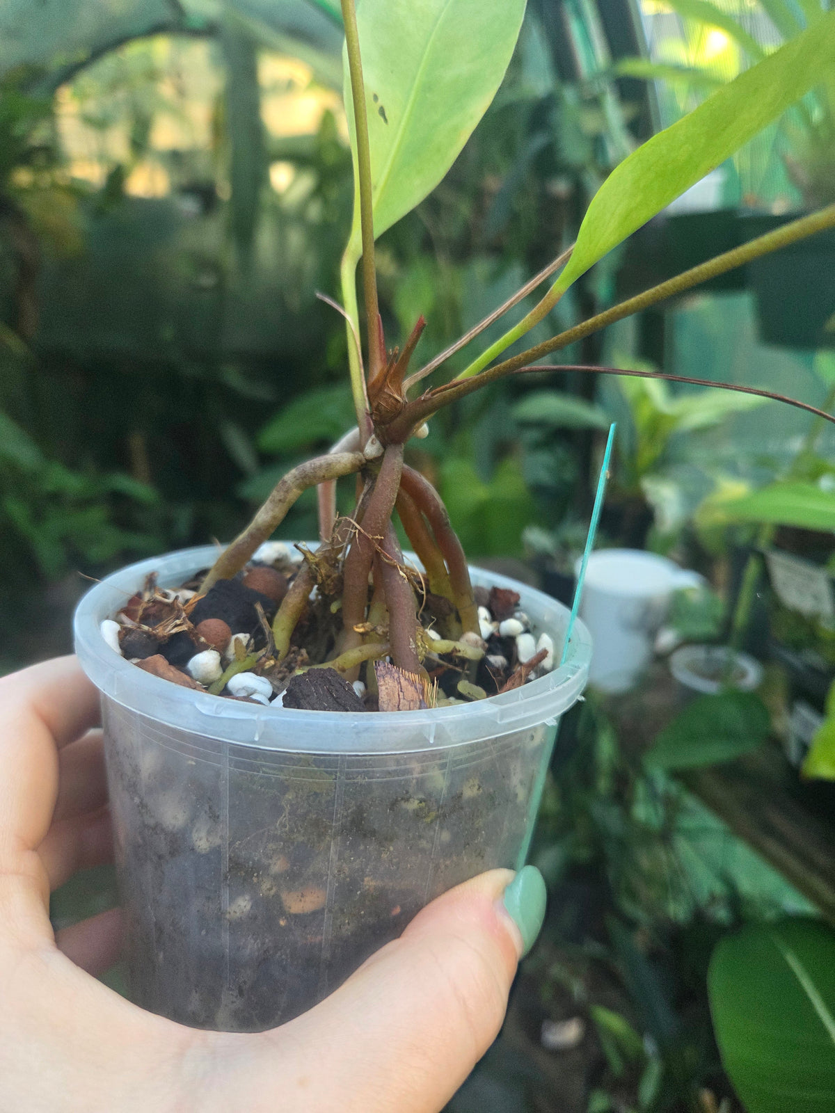 Anthurium Gracile Aurea Variegata RARE PLANT ALERT
