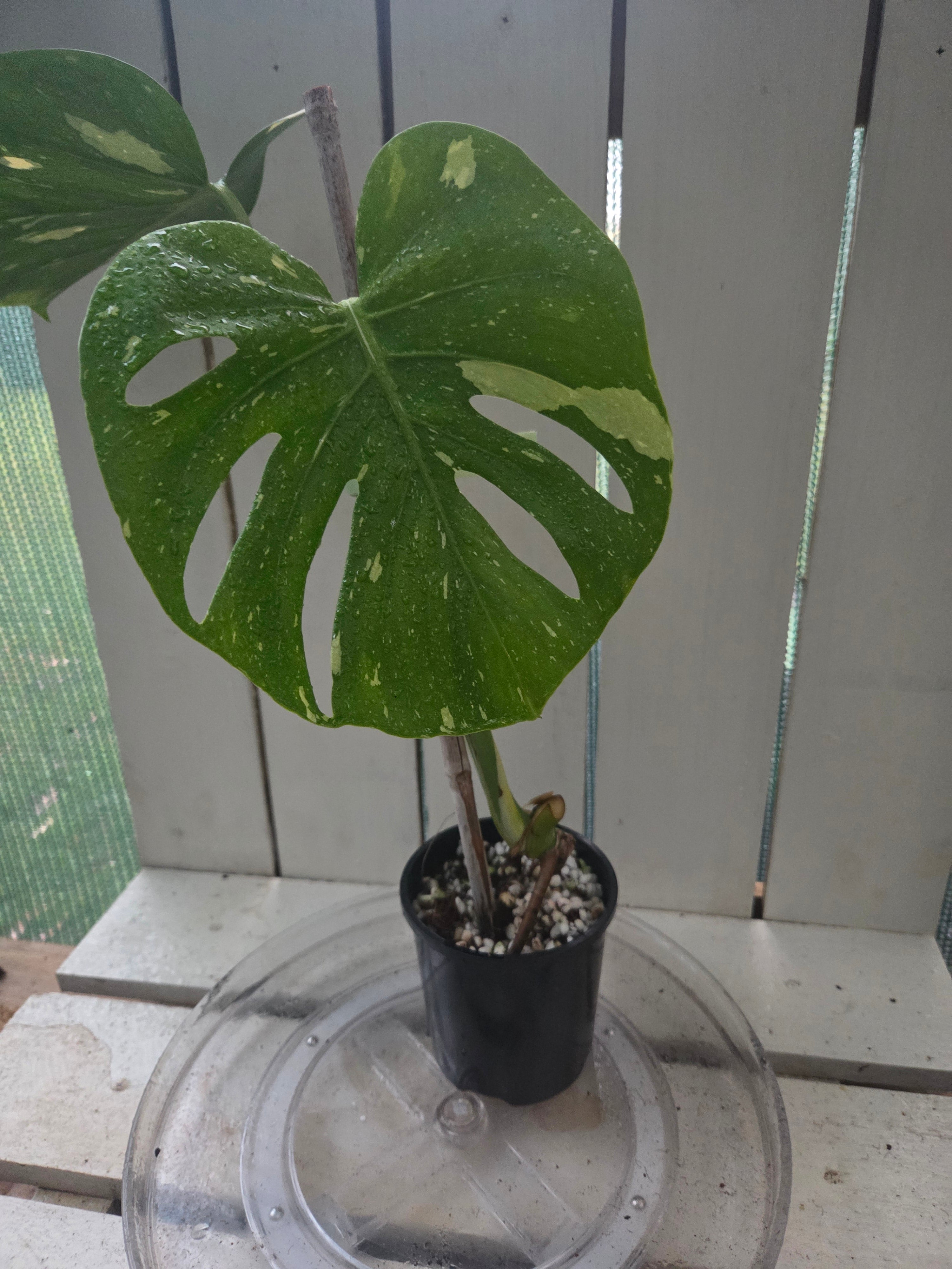 Monstera Thai Constellation
