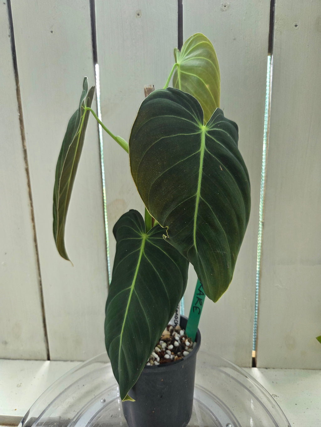 Philodendron Melanochrysum