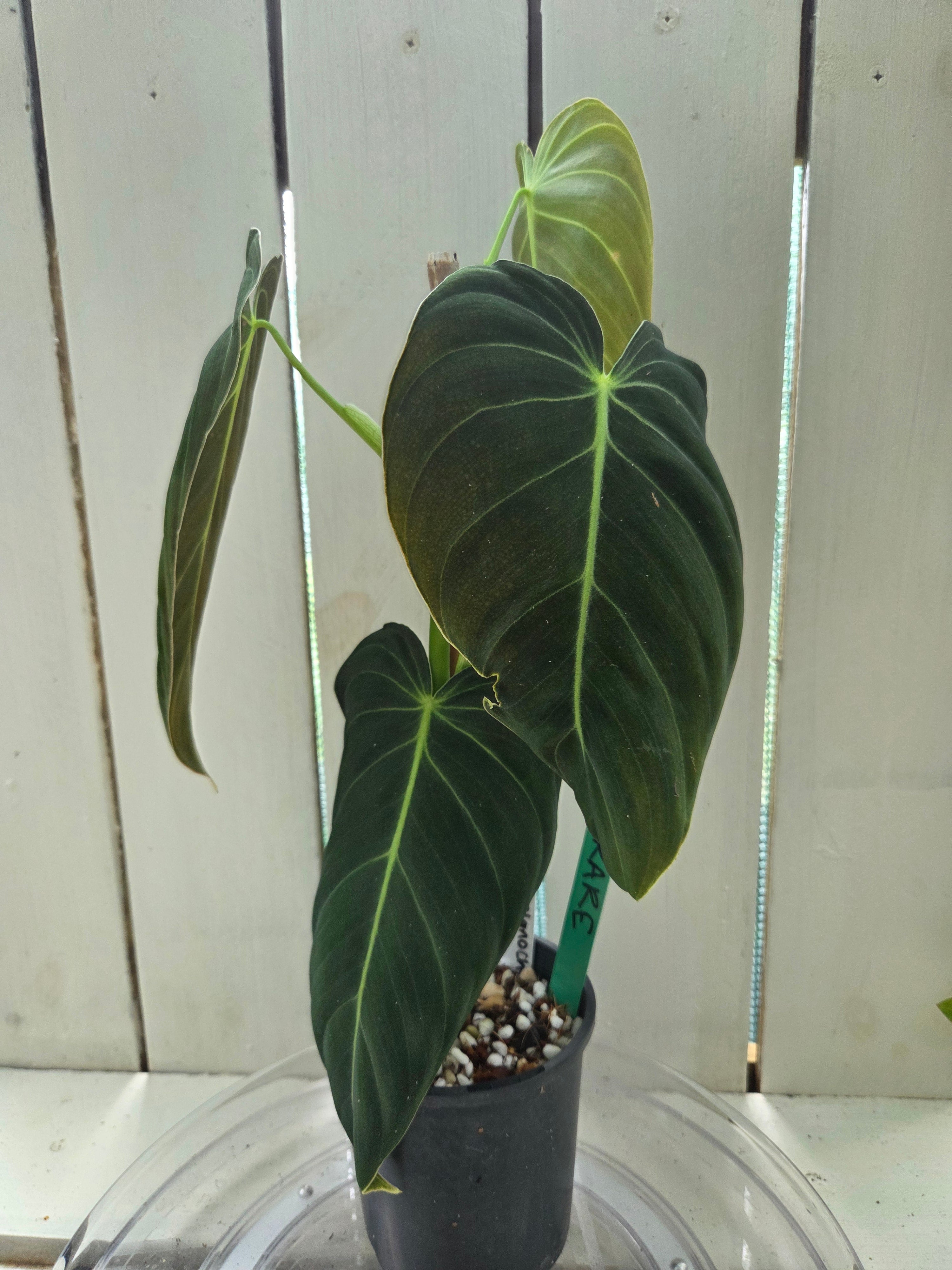 Philodendron Melanochrysum