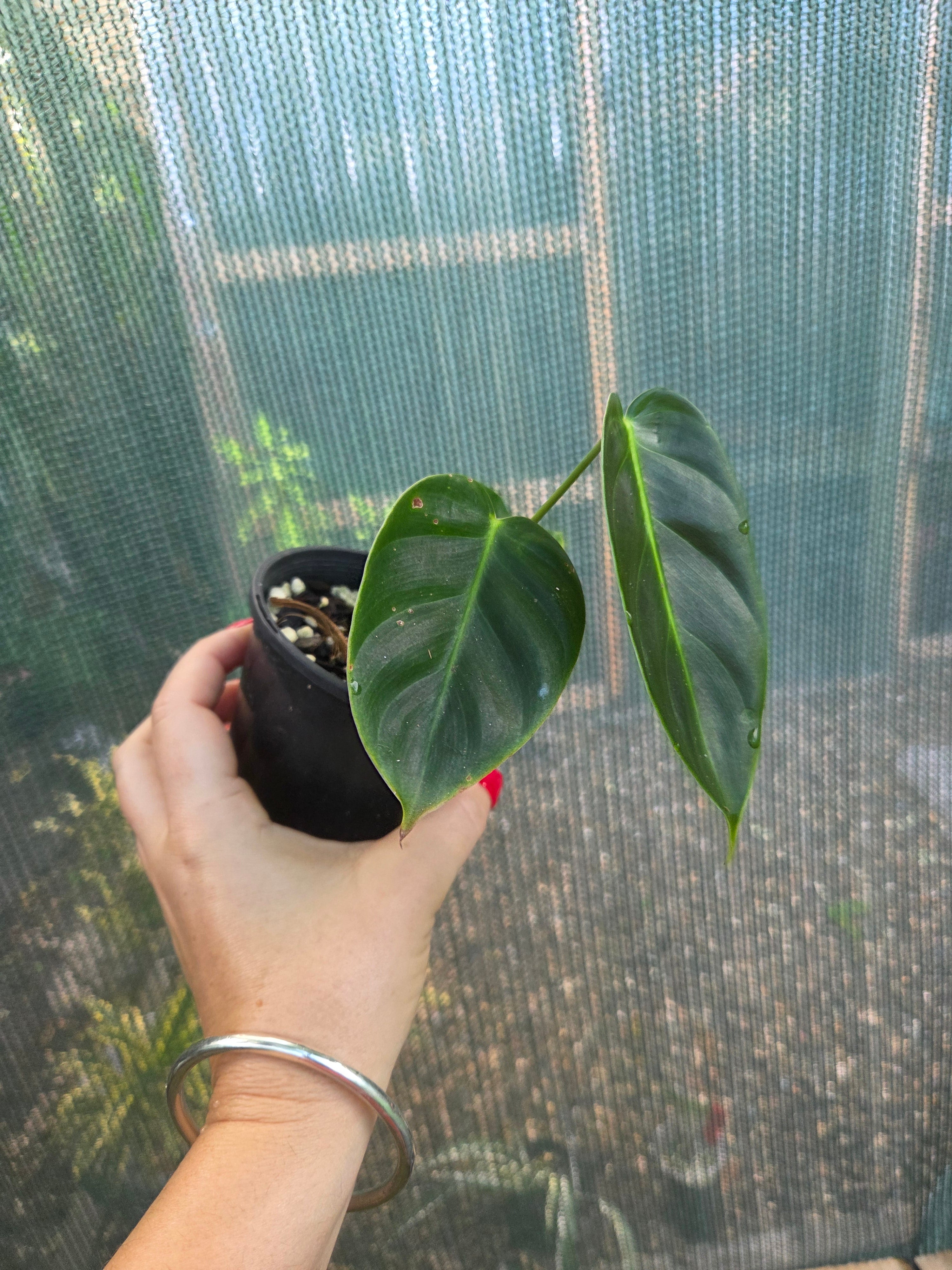 Philodendron Esmeraldense rare indoor plant ripple leaves