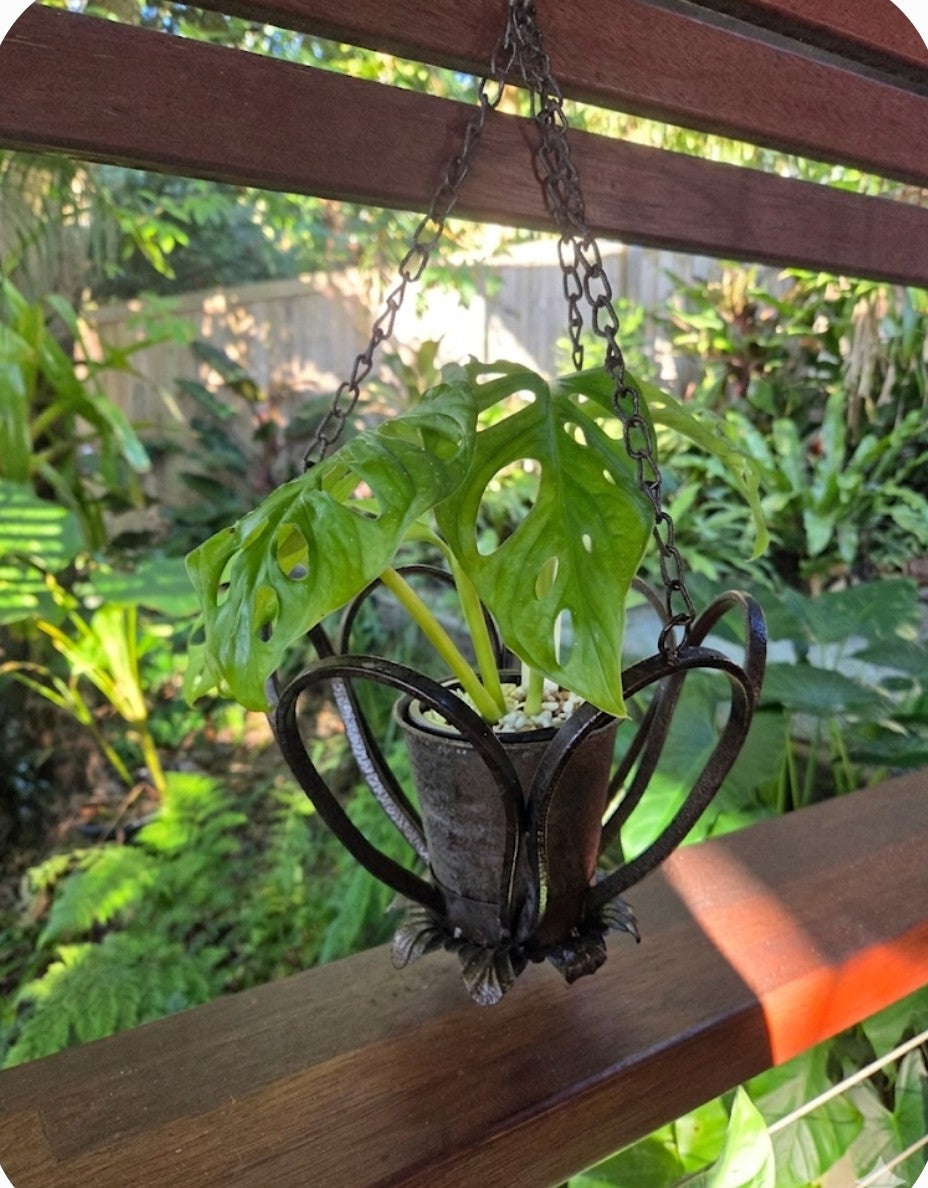 Metal hanging planter holds 90mm potted plant