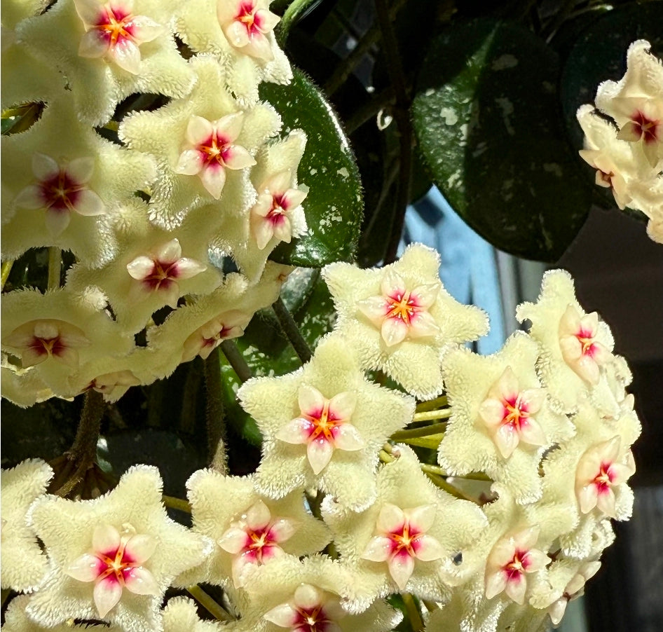 Hoya Mathilde 'Splash' HIGH Variegation Baby Botanics