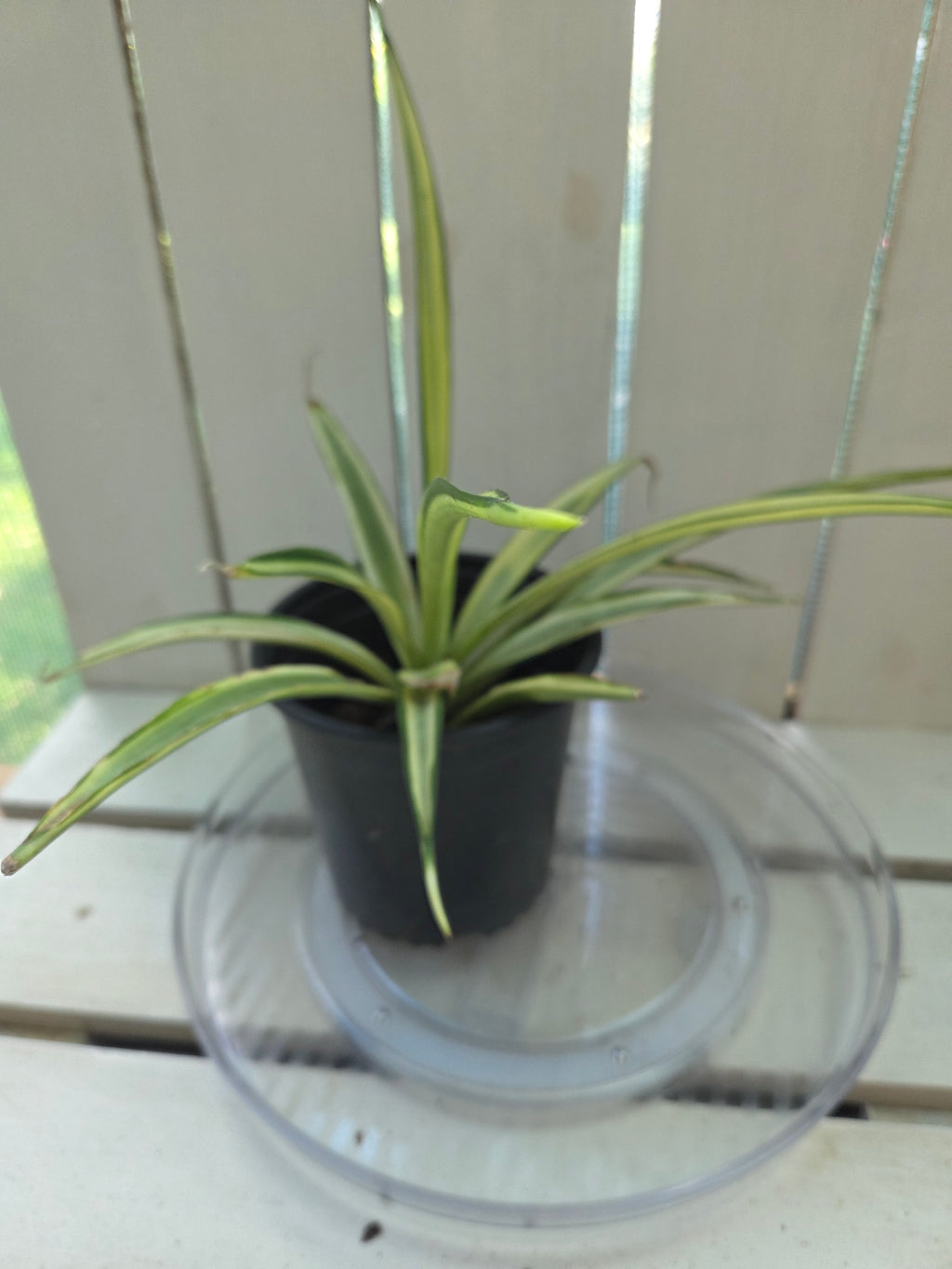 Dracena Parva Variegated