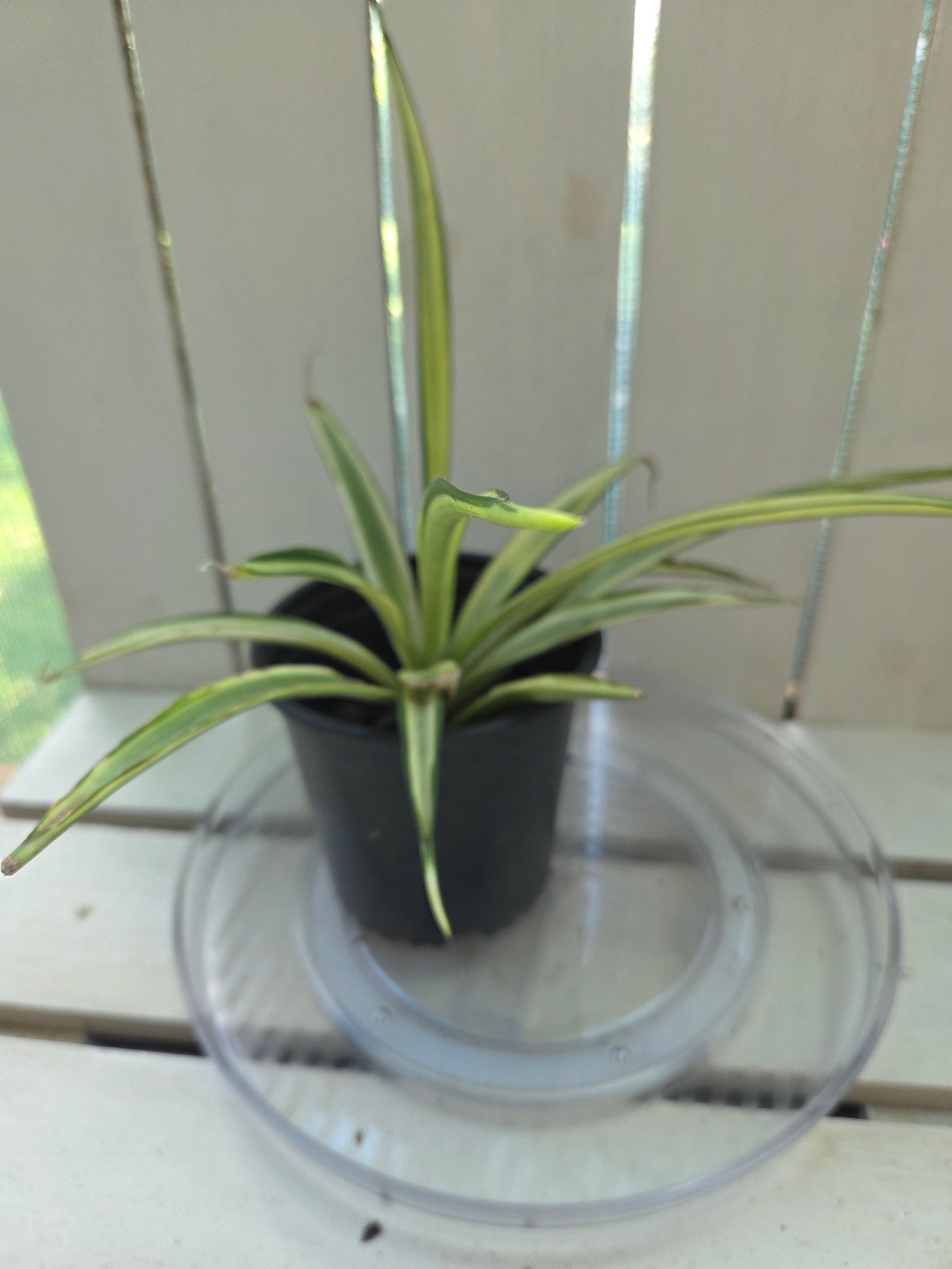 Dracena Parva Variegated