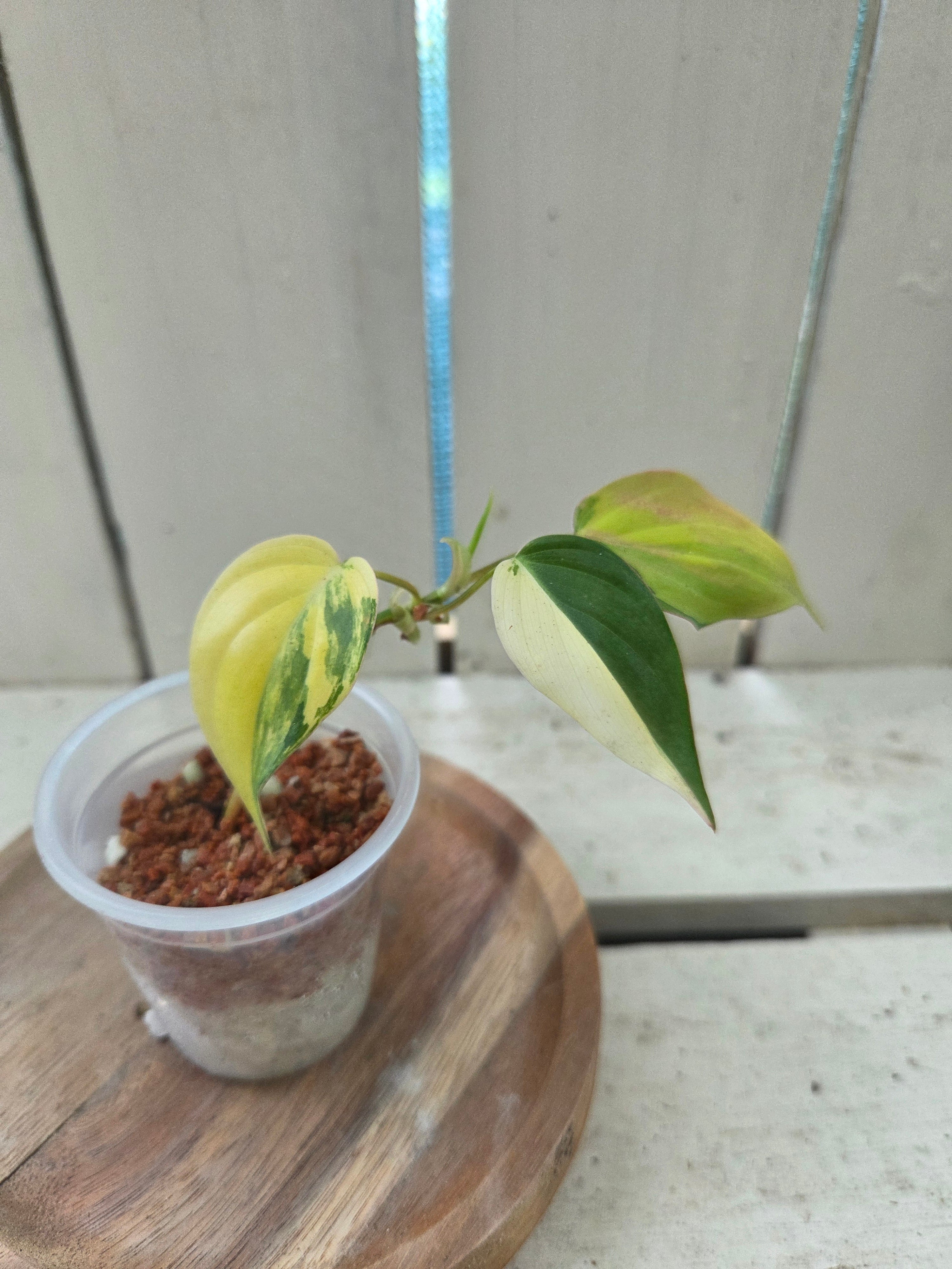 Philodendron hederaceum var. hederaceum aka Variegated Micans Rare indoor plant