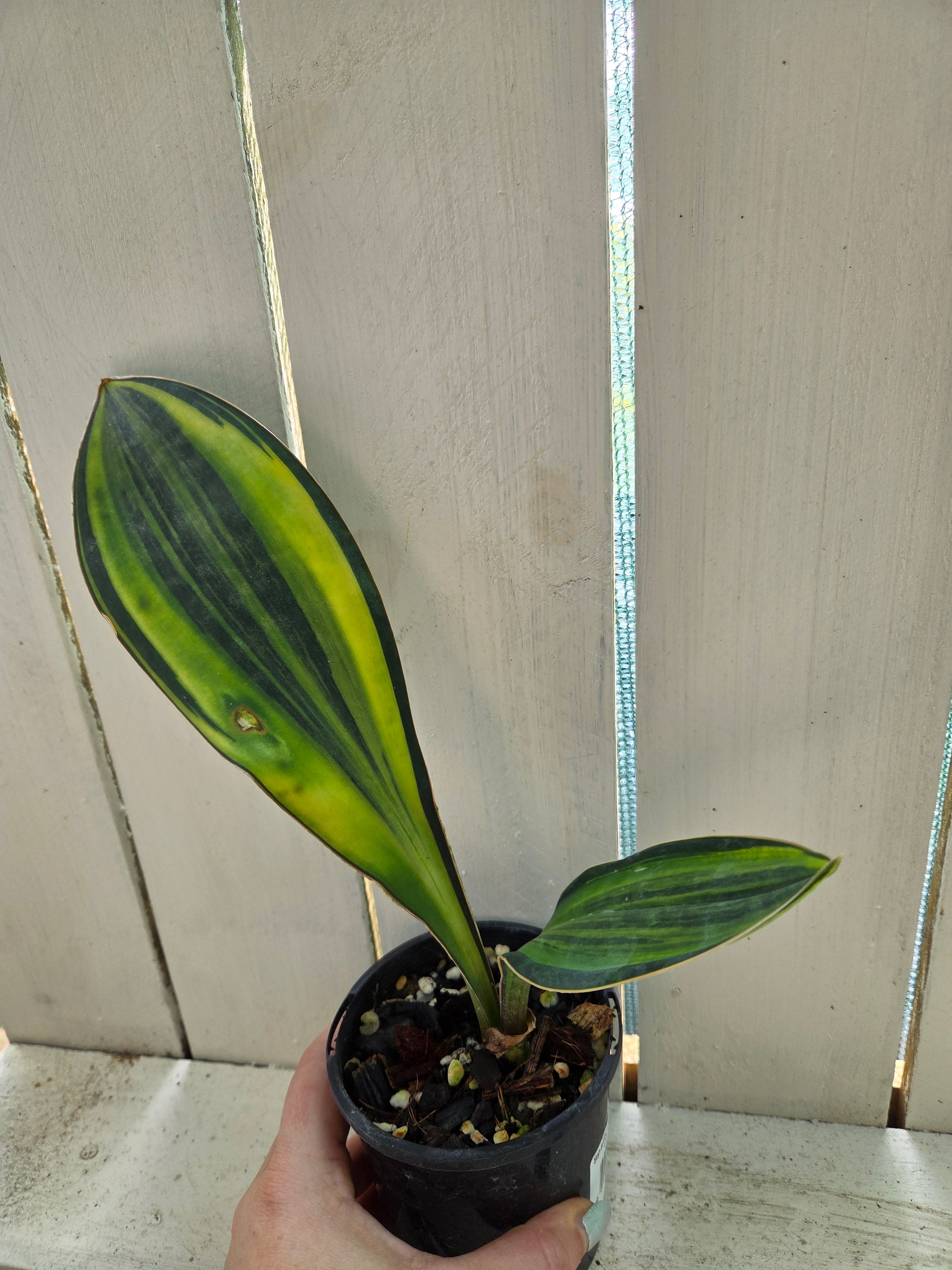 Sansevieria Masoniana Yellow Variegated -  aka Whale Fin