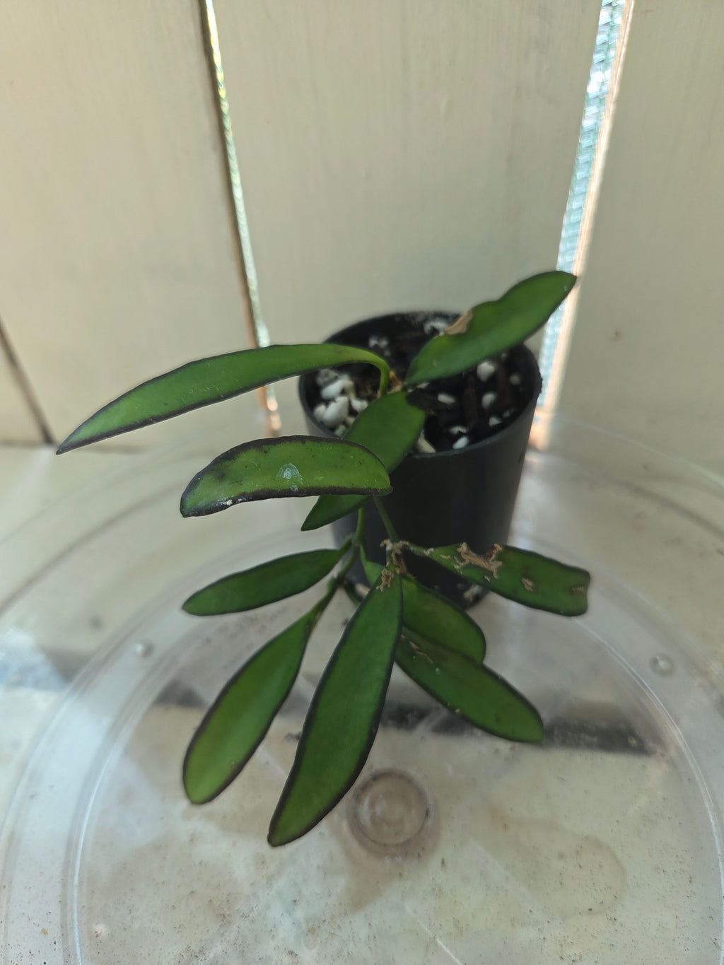 Hoya Wayettii Dark Edge