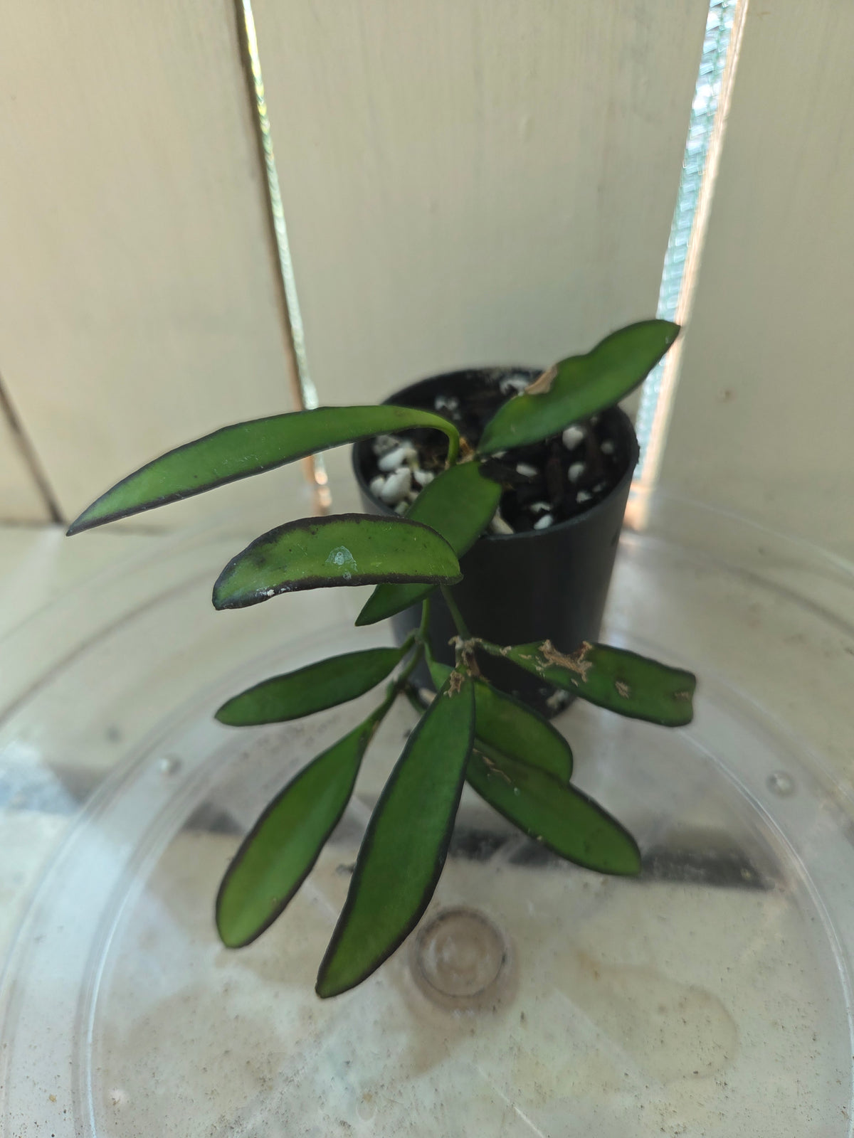 Hoya Wayettii Dark Edge