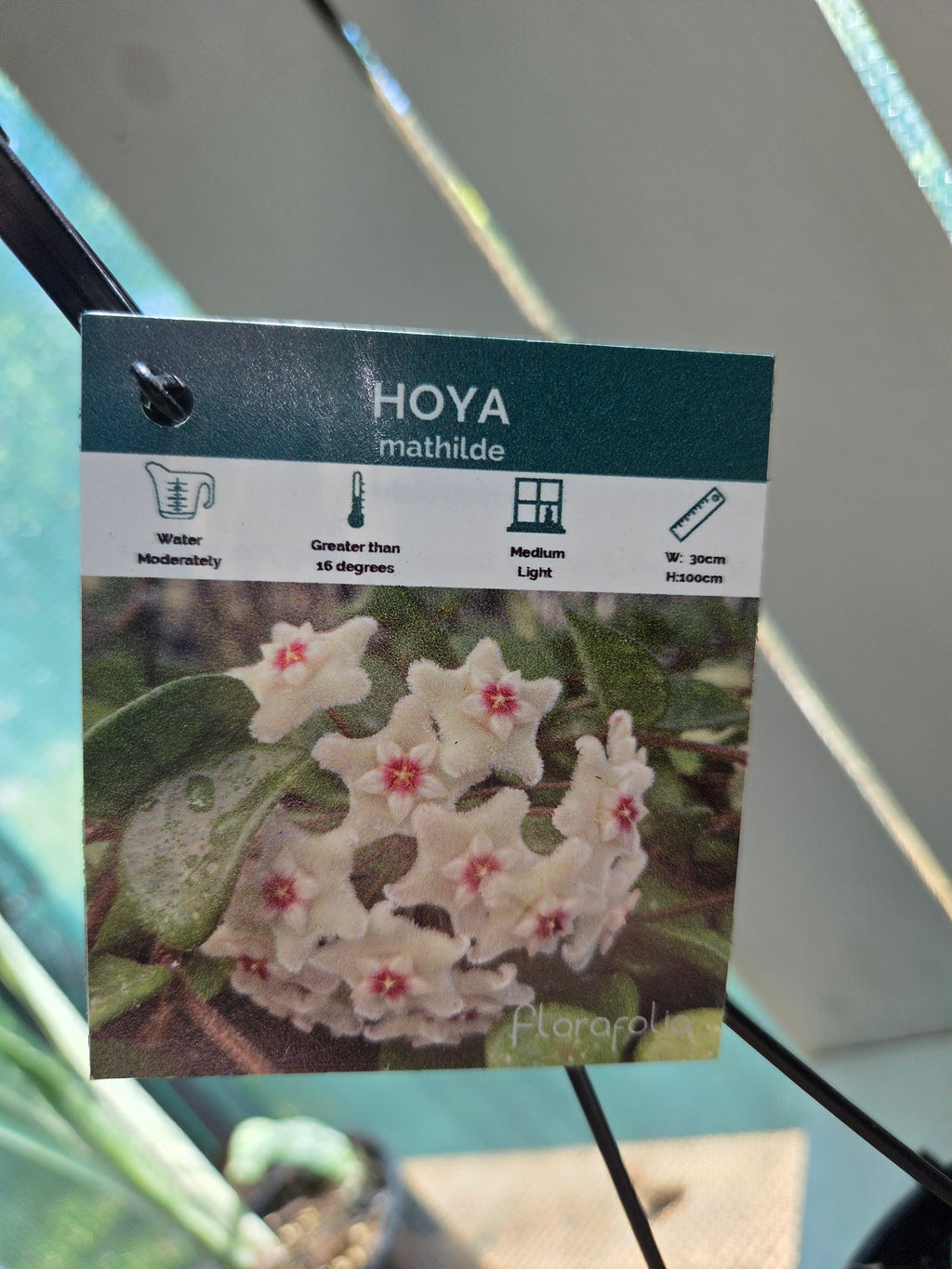 Hoya Mathilde 'Splash'