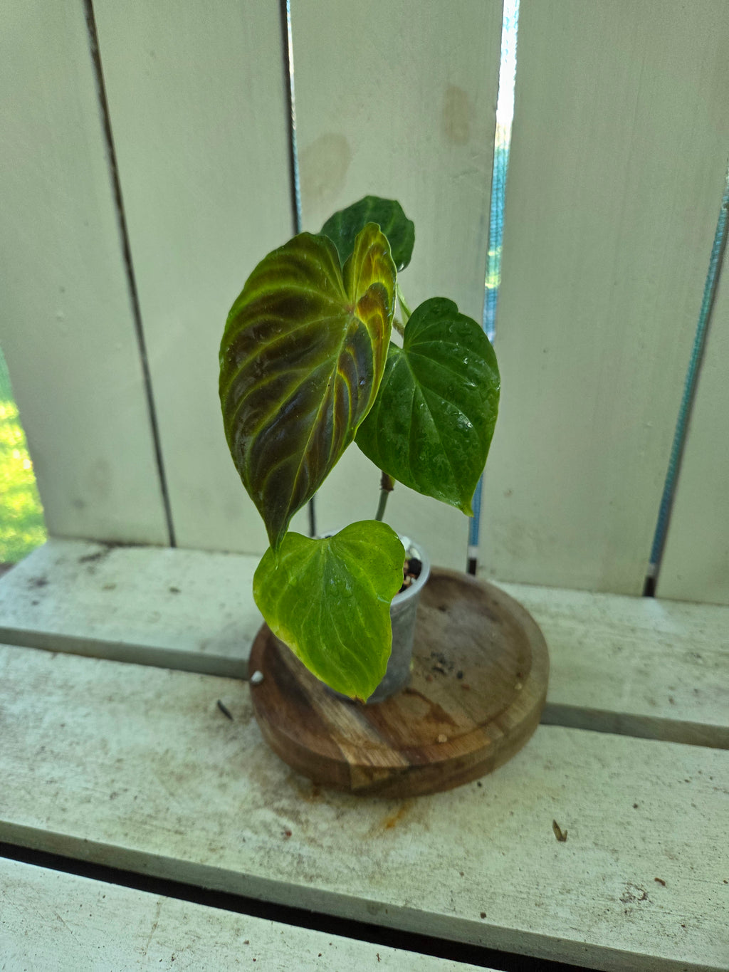 Philodendron Verracosum velvety leaf climbing aroid