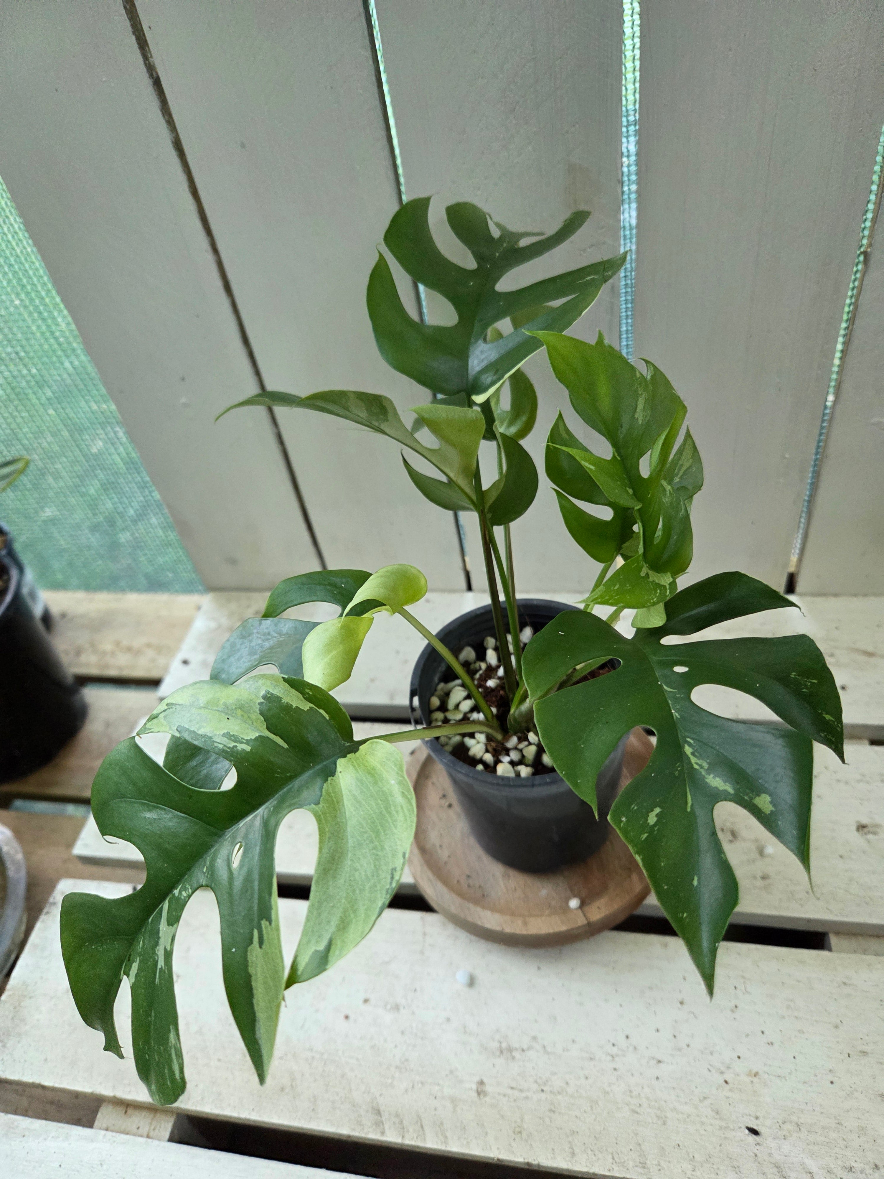 Rhaphidophora Tetrasperma Variegata aka Variegated mini Monstera rare indoor plant