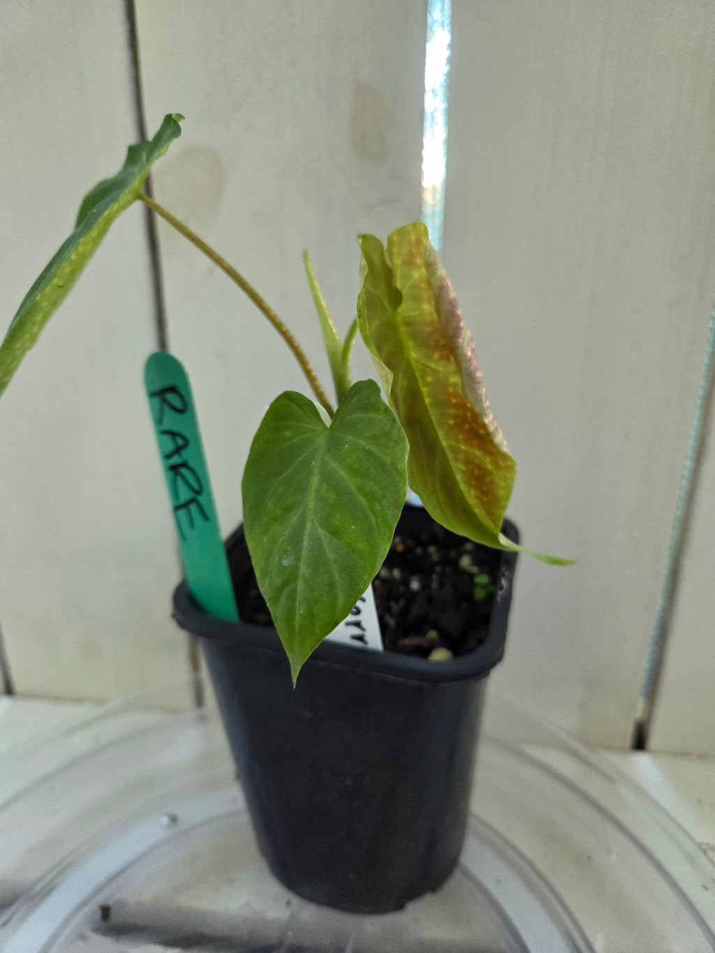 Philodendron Verracosum velvety leaf climbing aroid